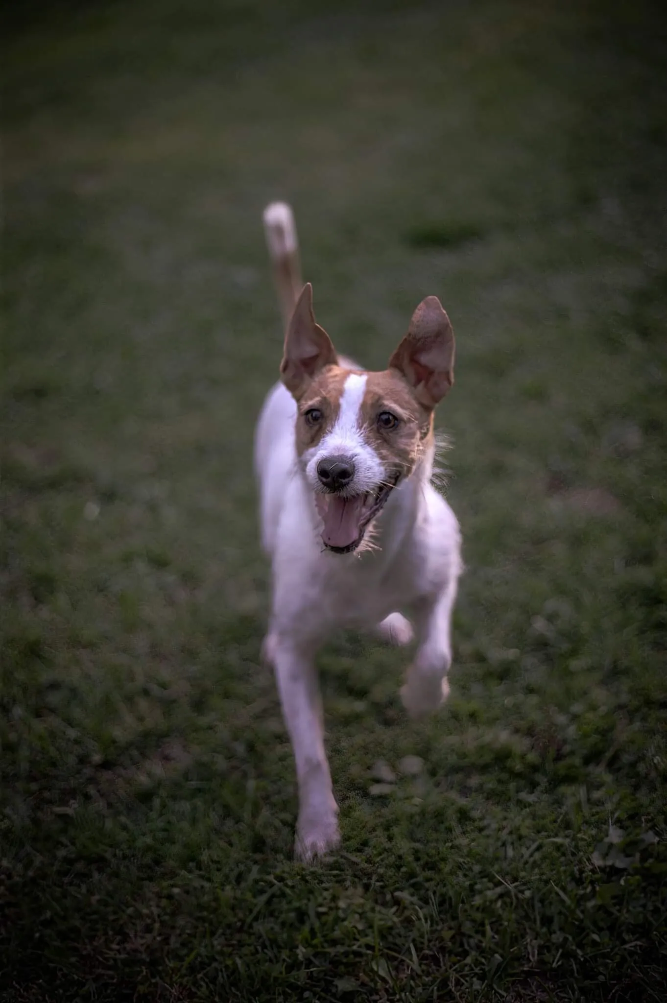 Happy puppy
