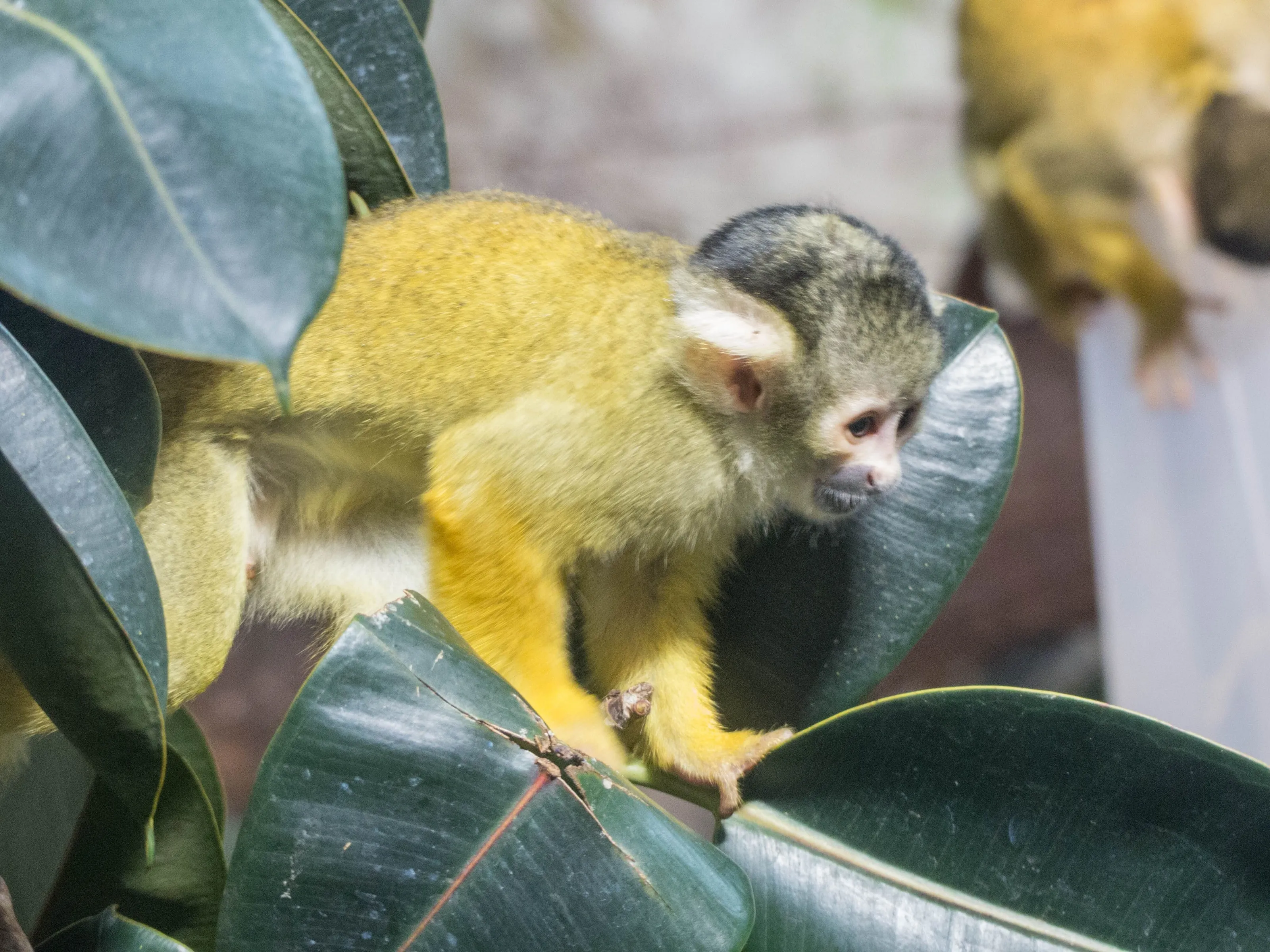 Monkey through glass