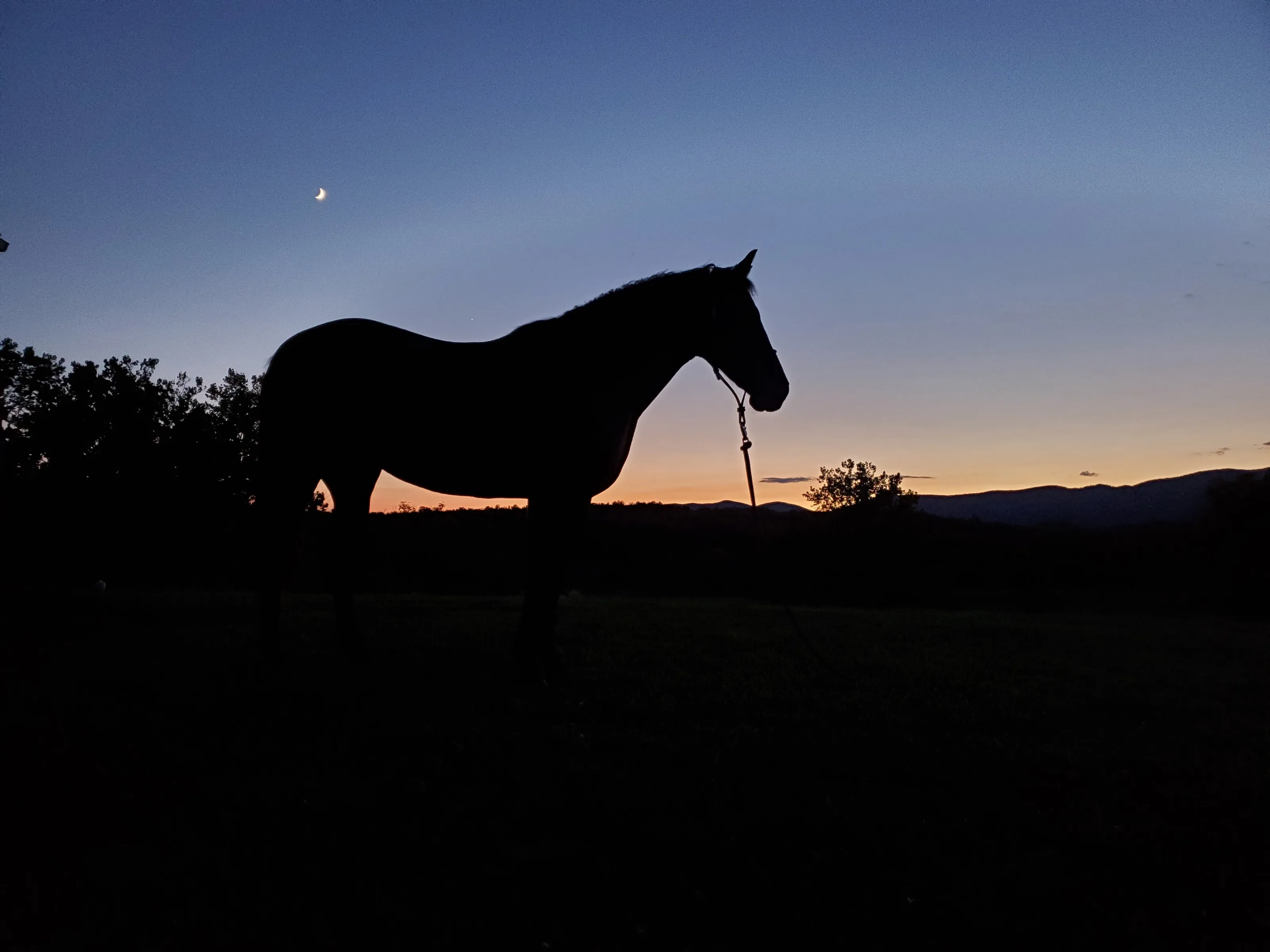 Dolly Sunset