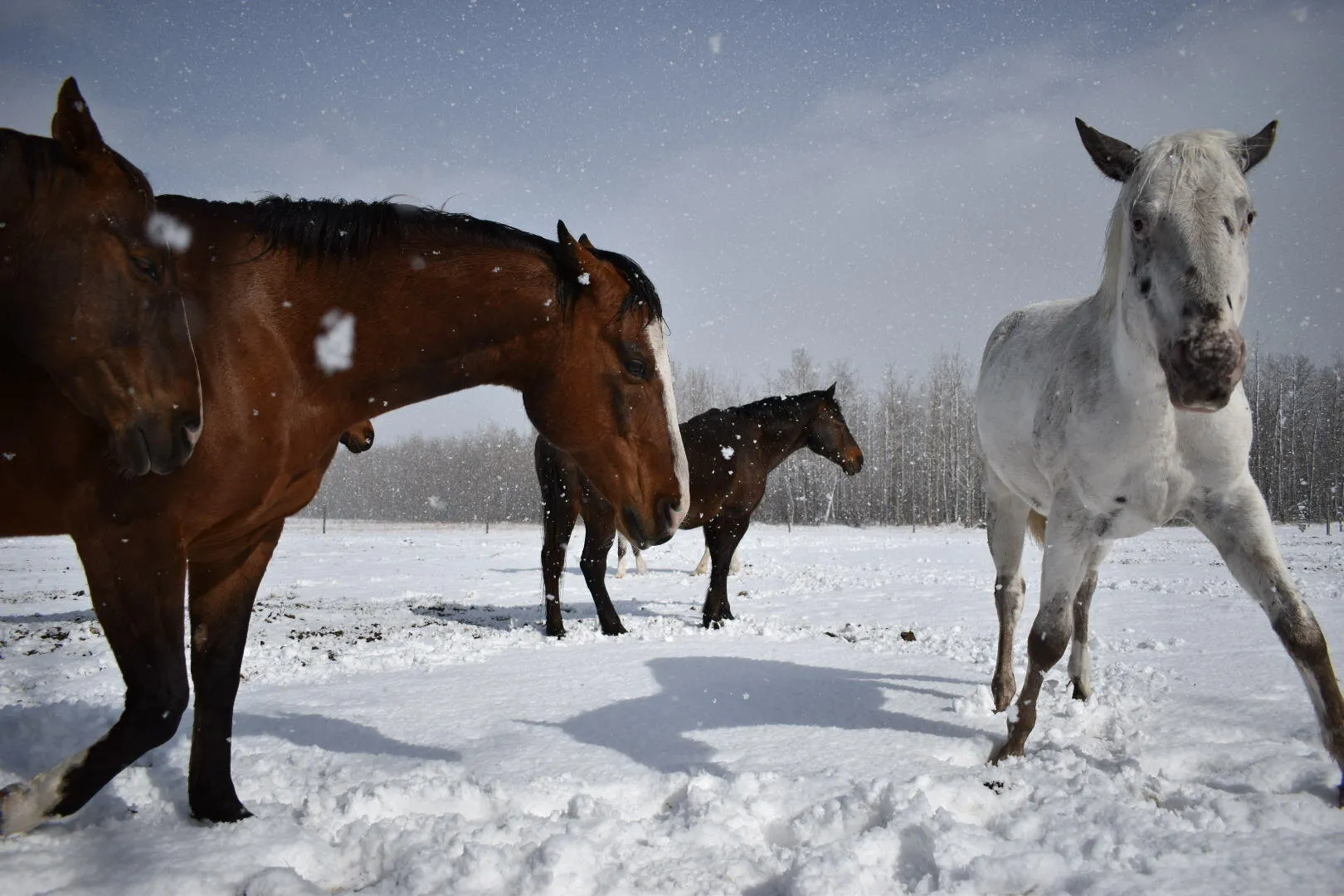 The Horse’s Hierarchy