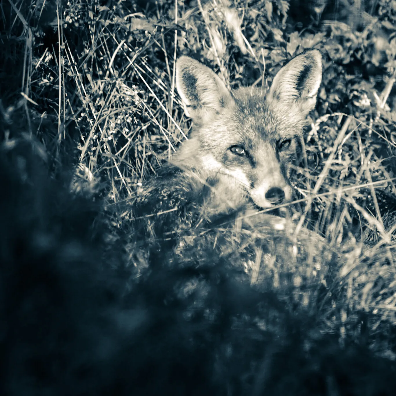 Garden Fox