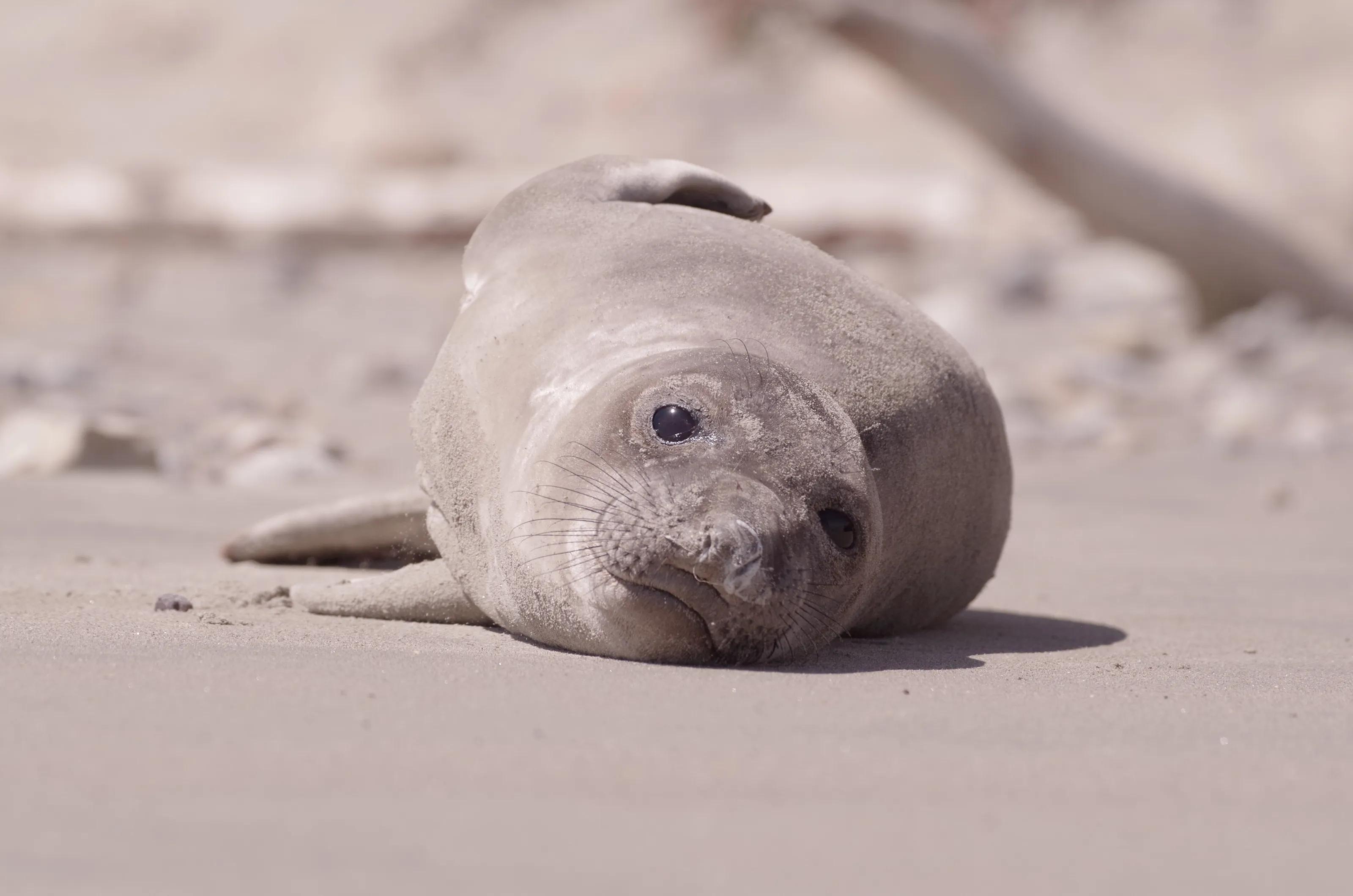 Harbor Seal