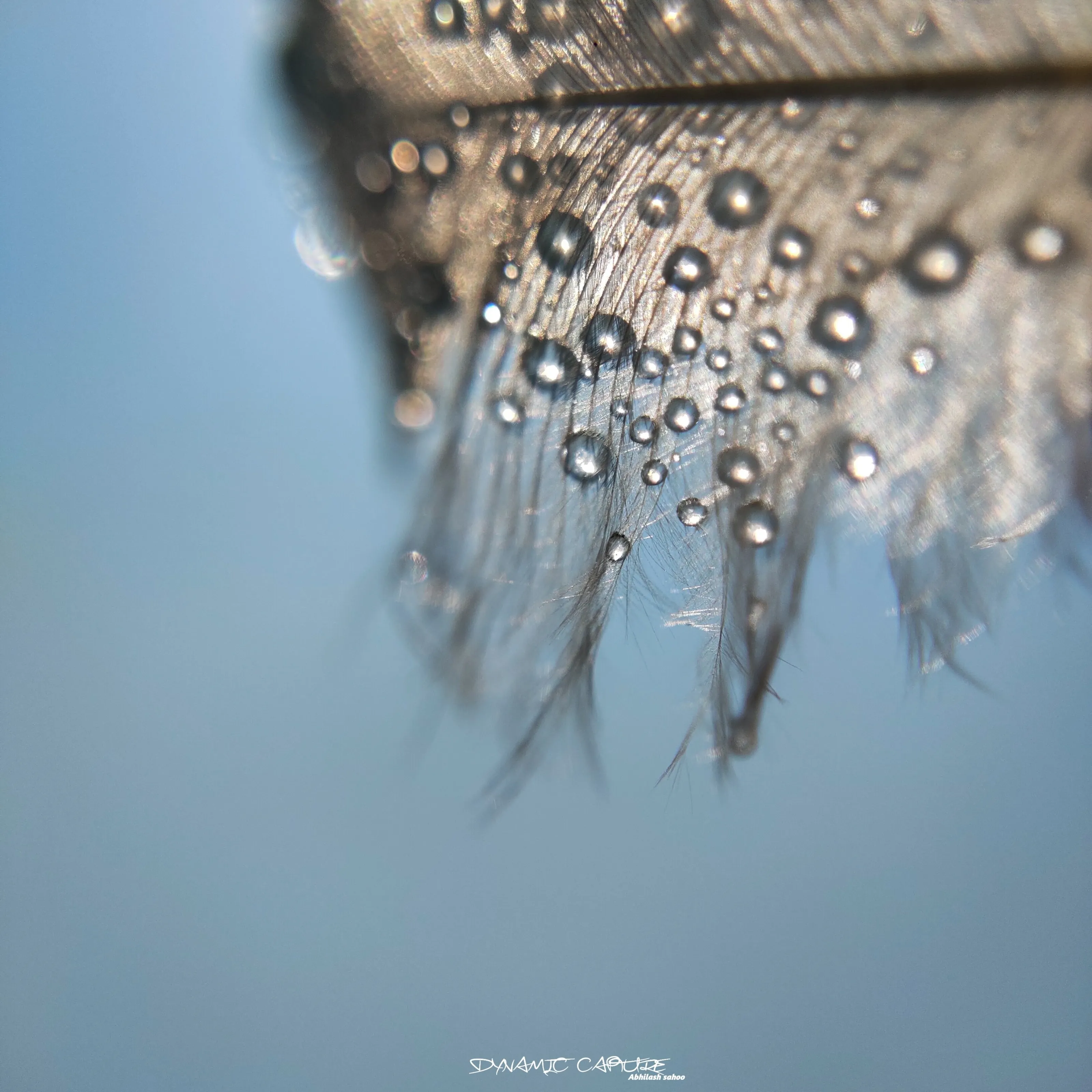 Water drops in birds wings
