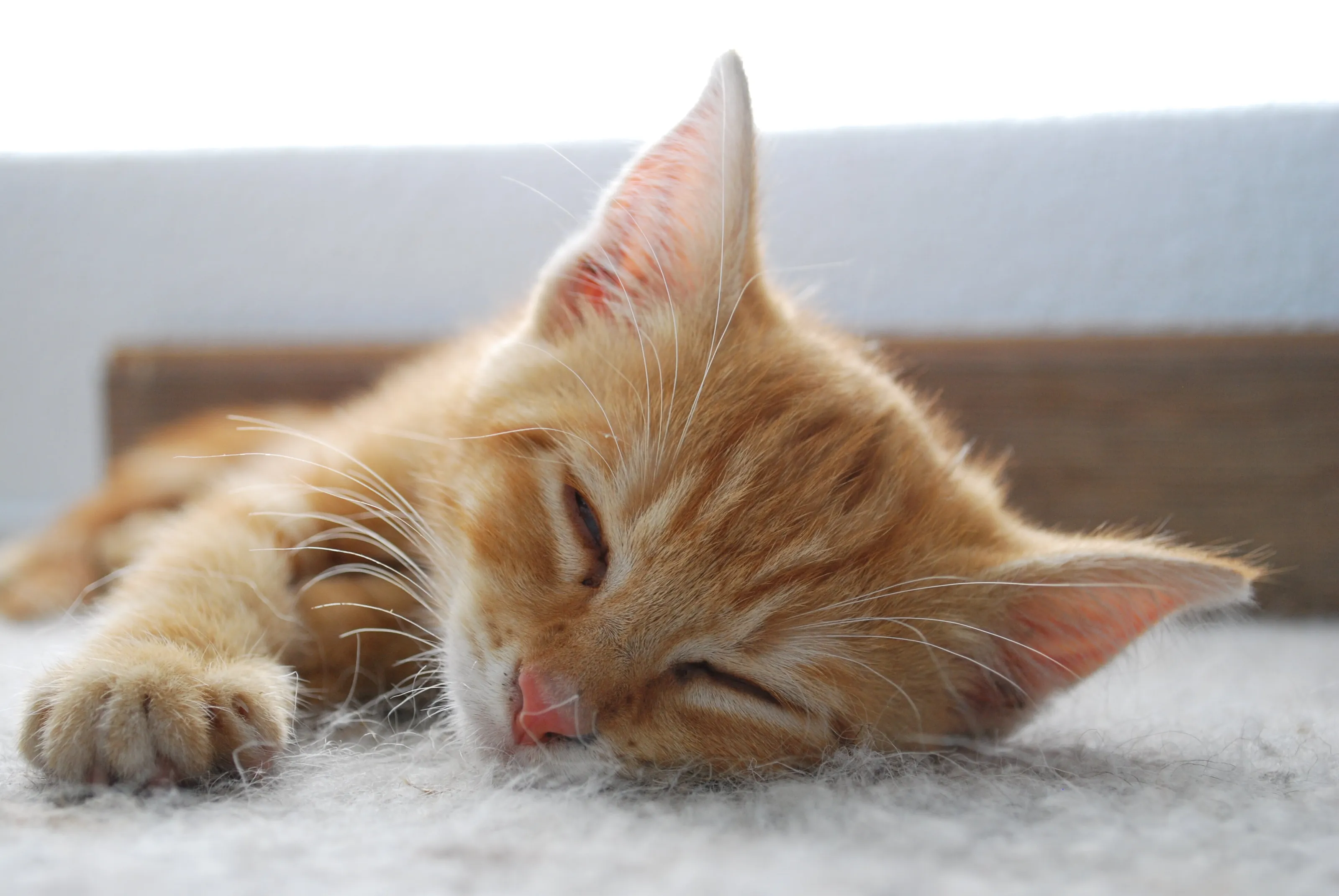Sleeping Beauty
