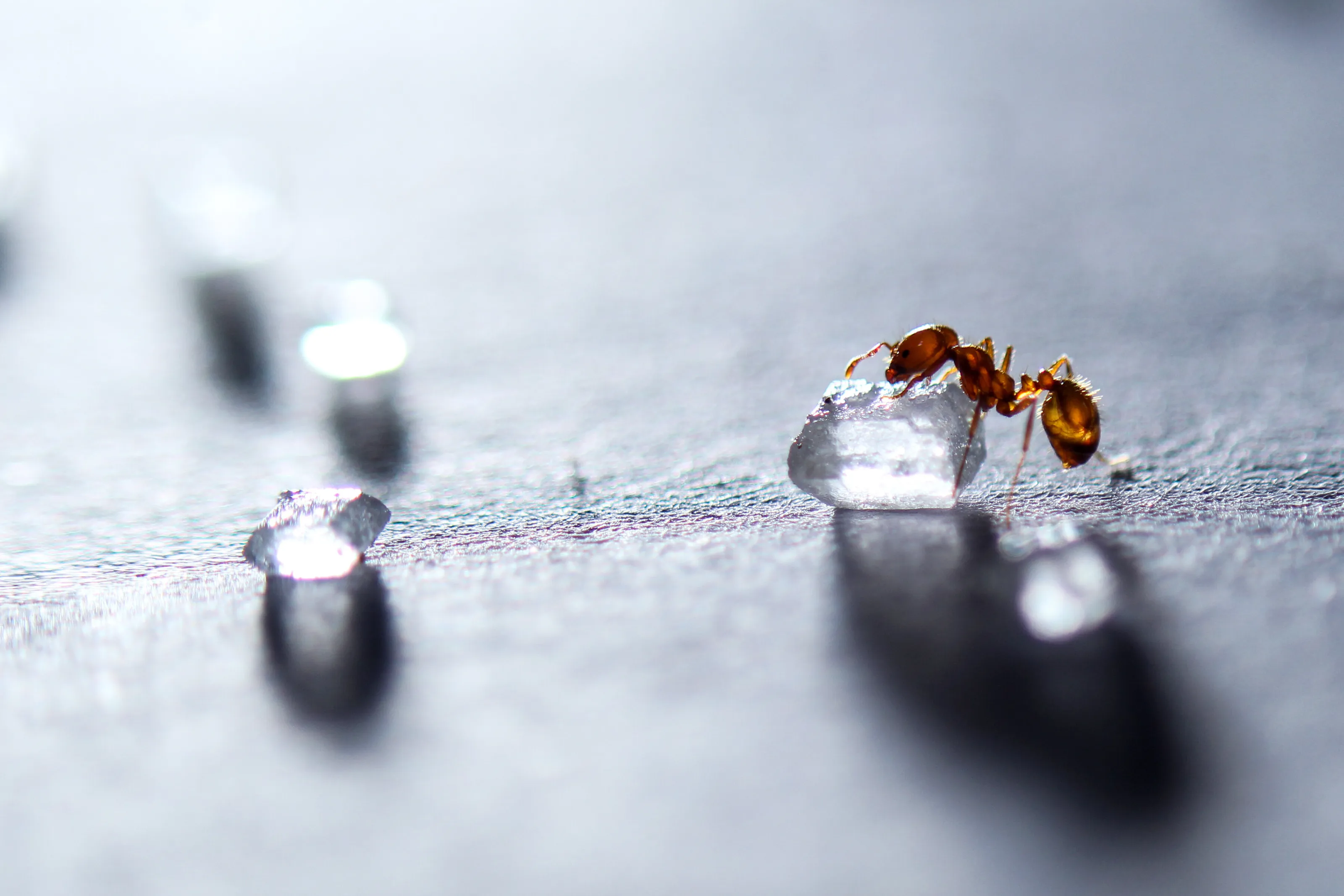the ant story