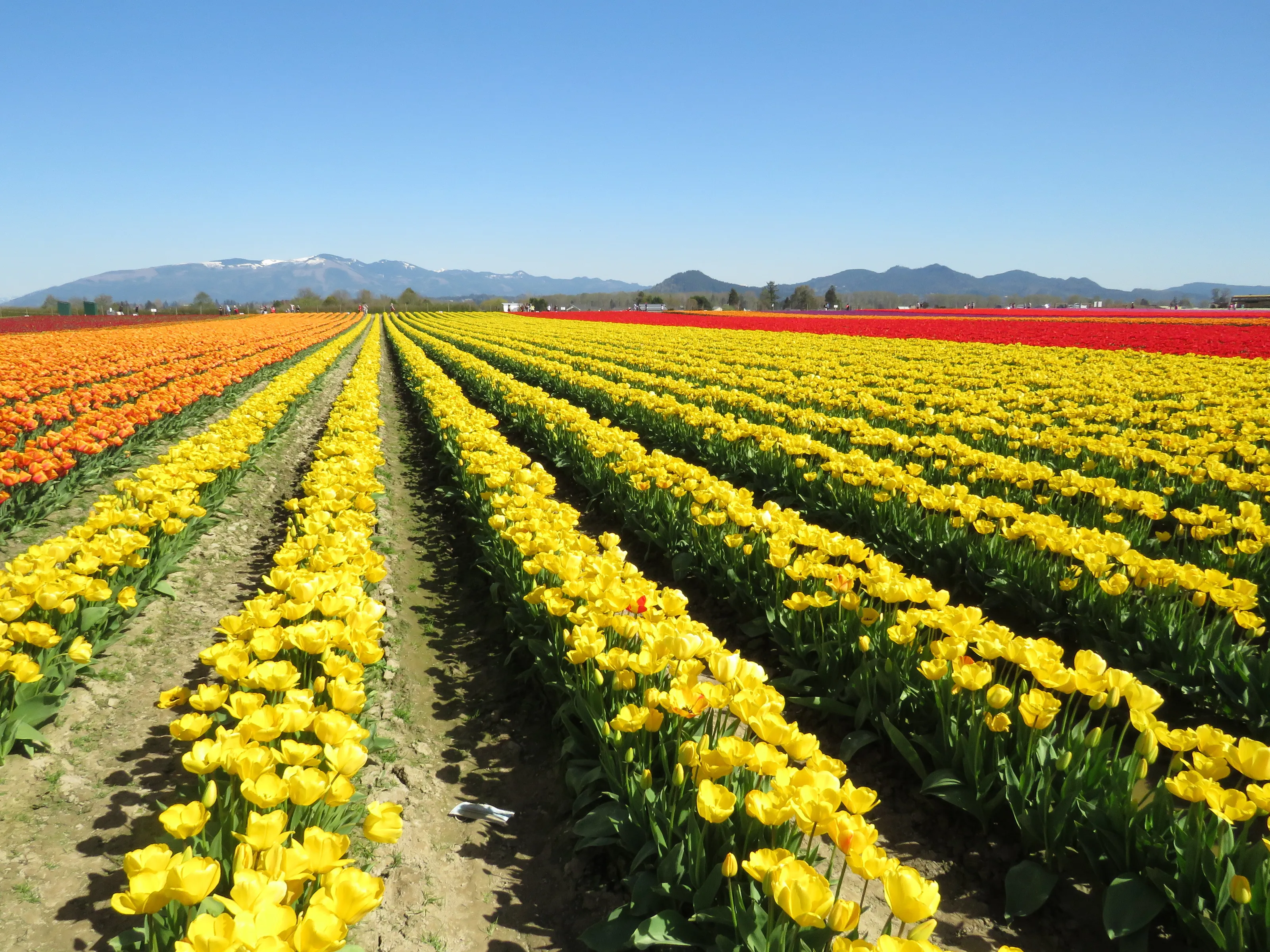 Tulip Field