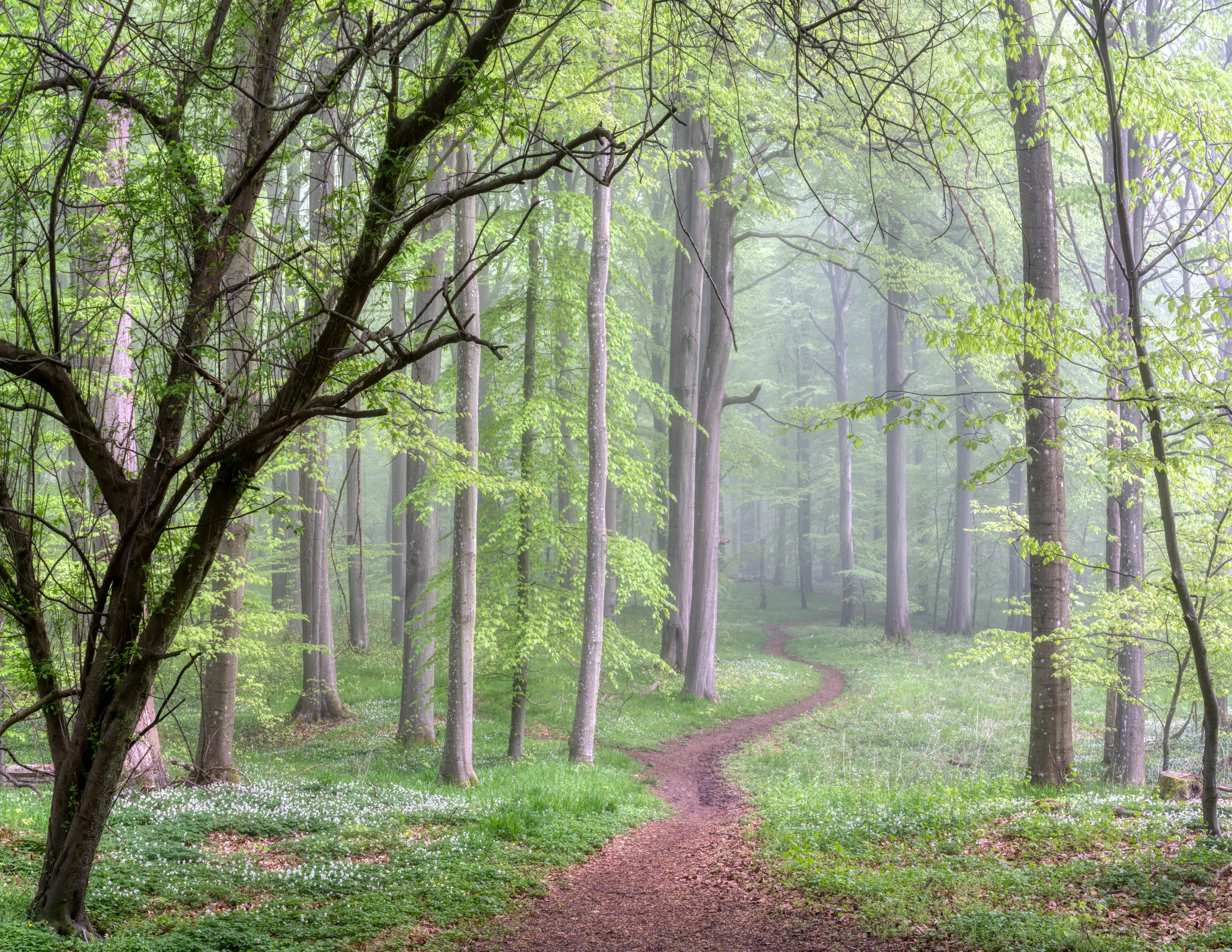 Foggy Spring Morning in the Woods