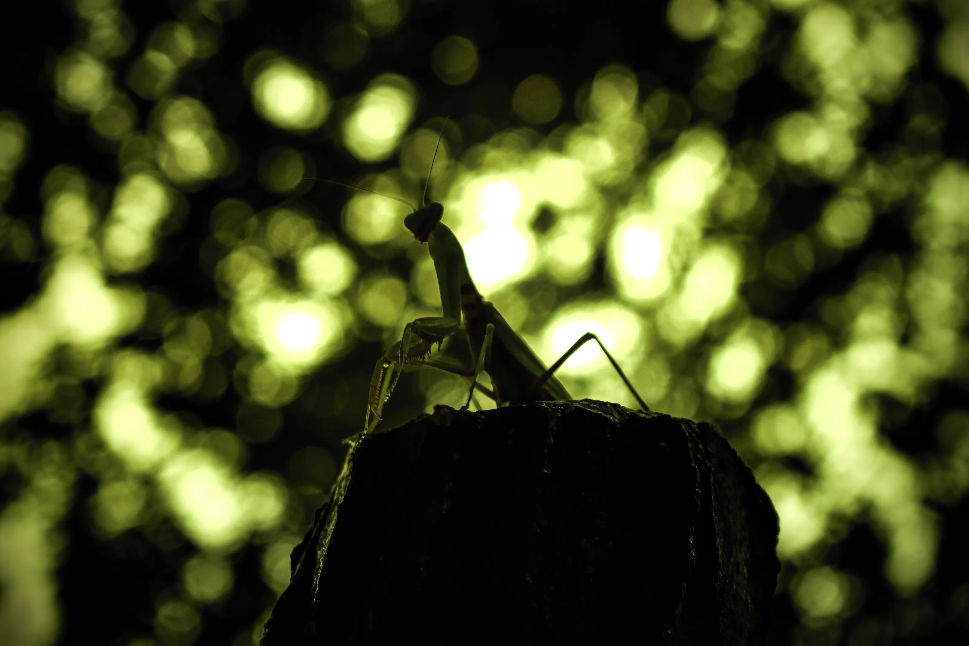 Mantis gesture
