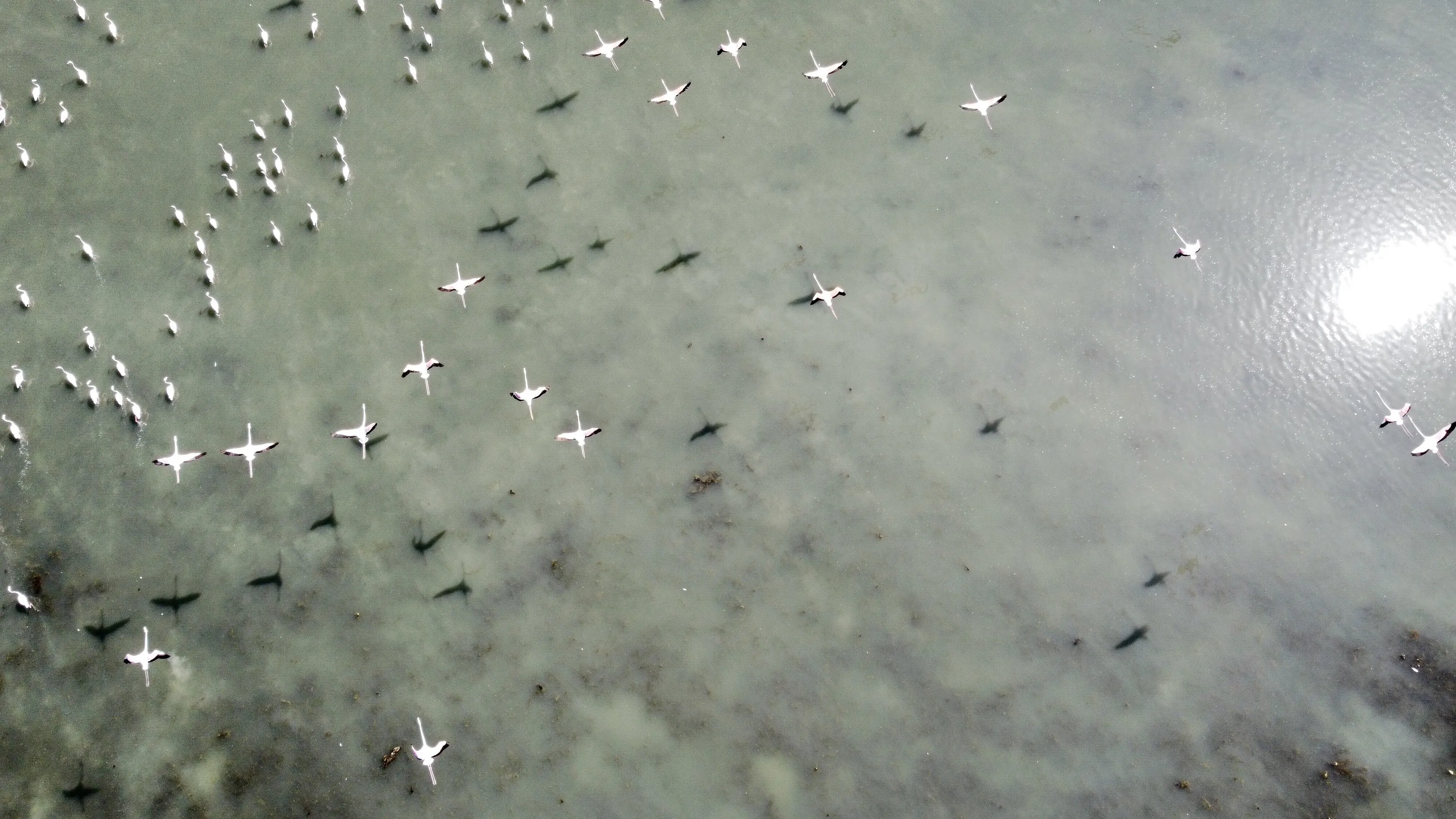 Flamingos from the air