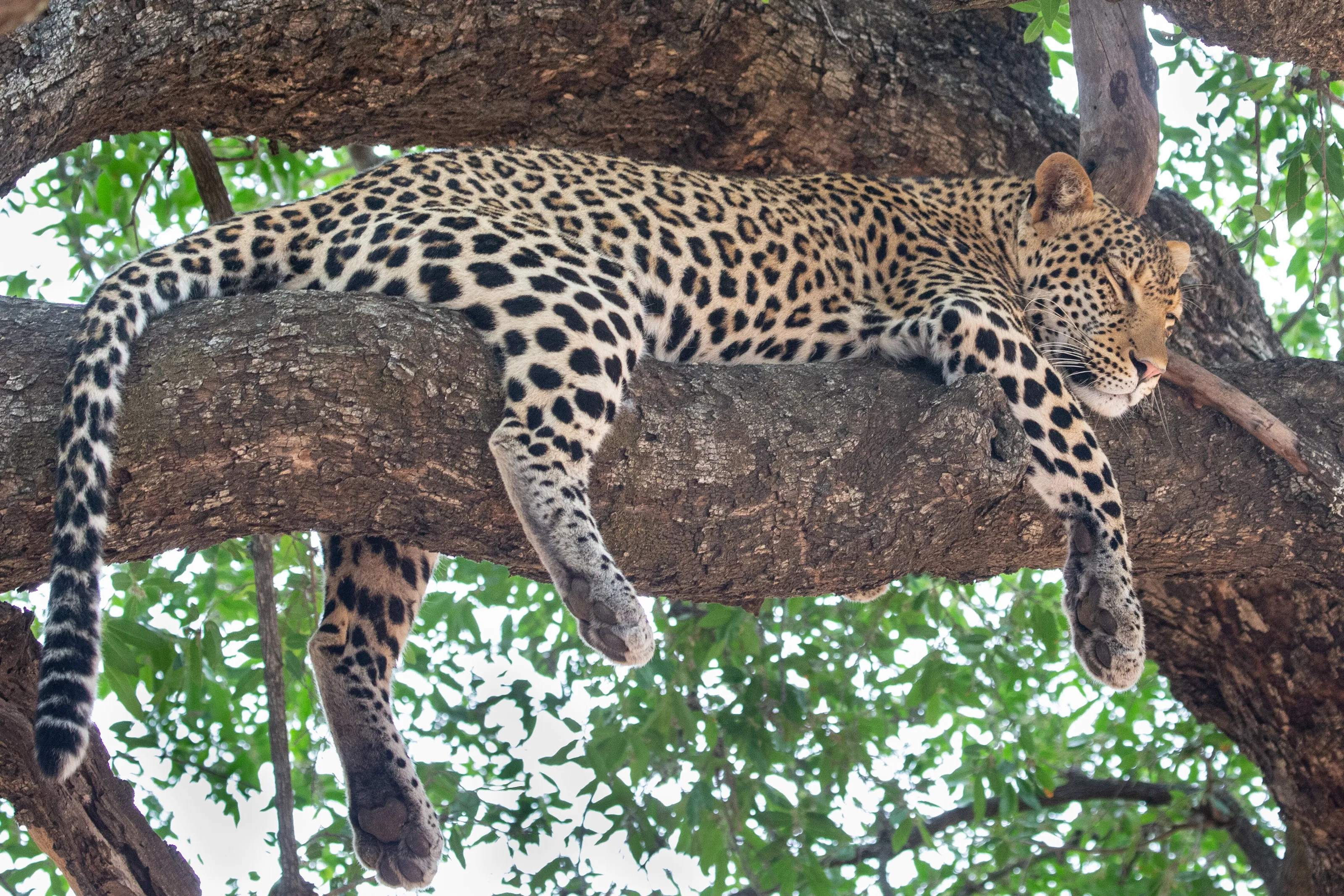 peaceful sleep