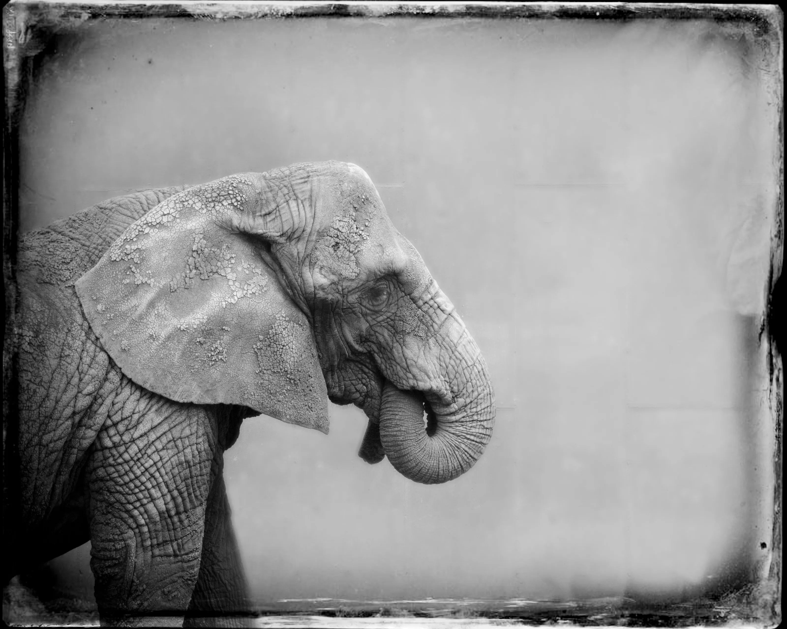 Elephant Profile