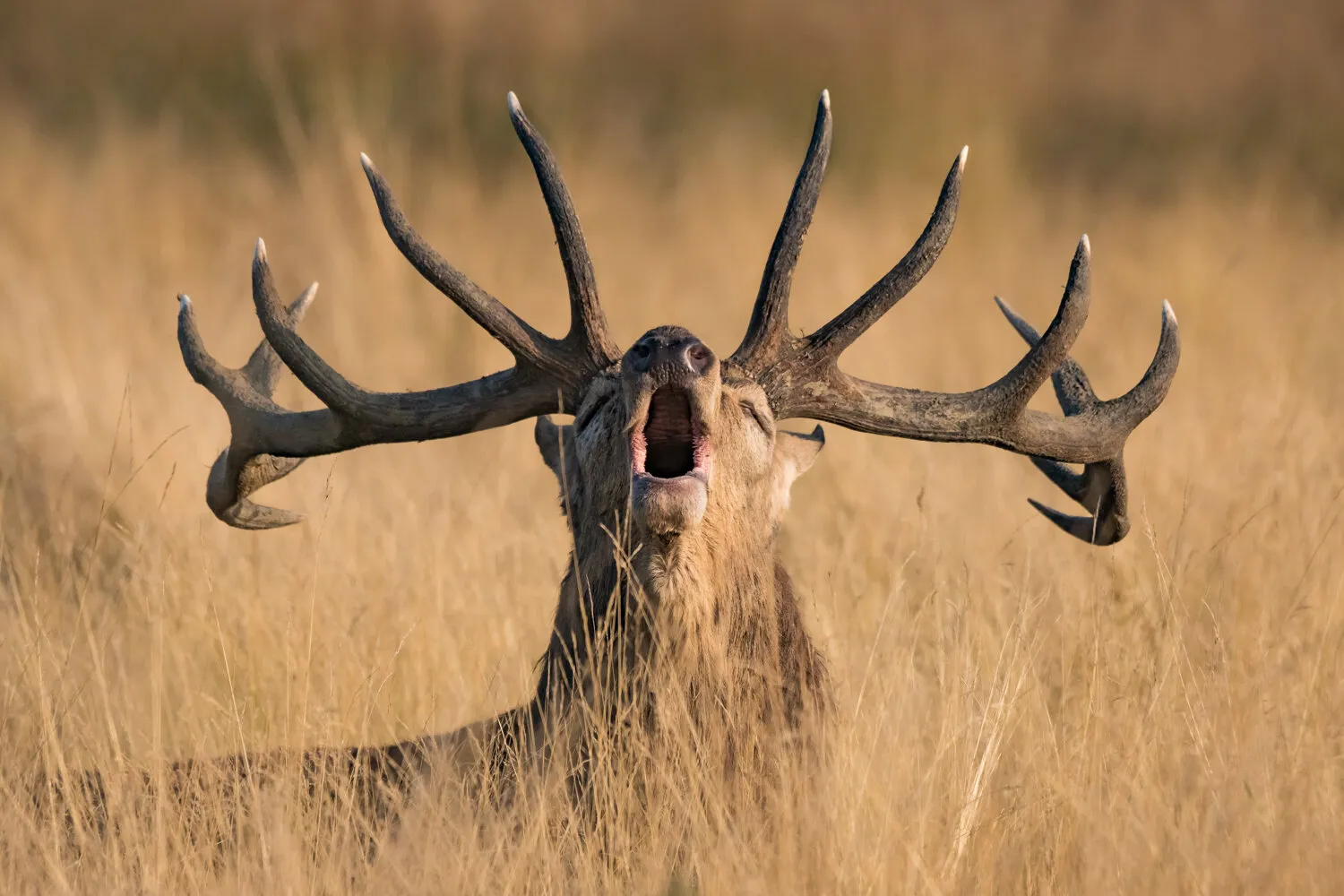 Ready to rut