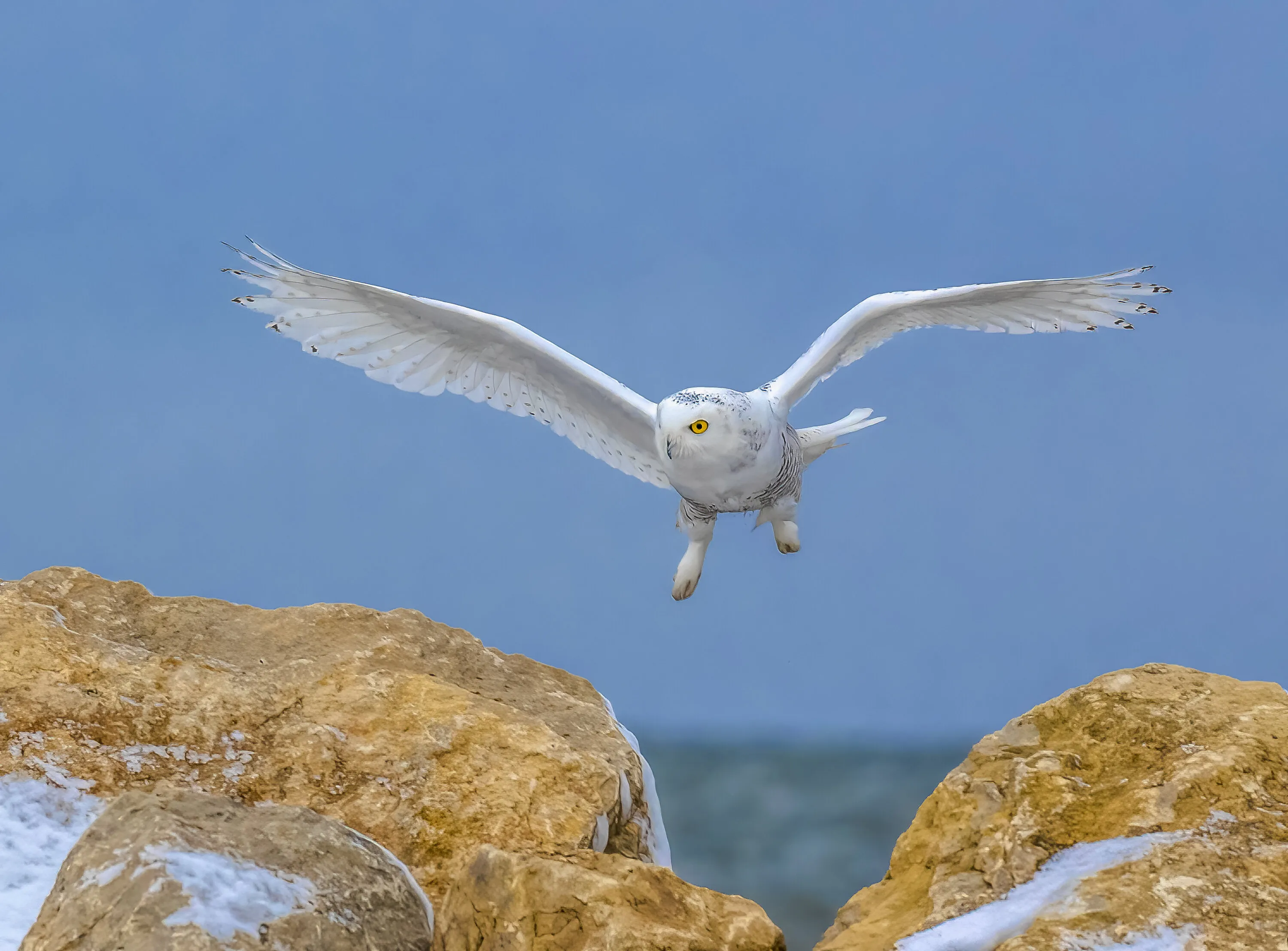 Snowy Owl