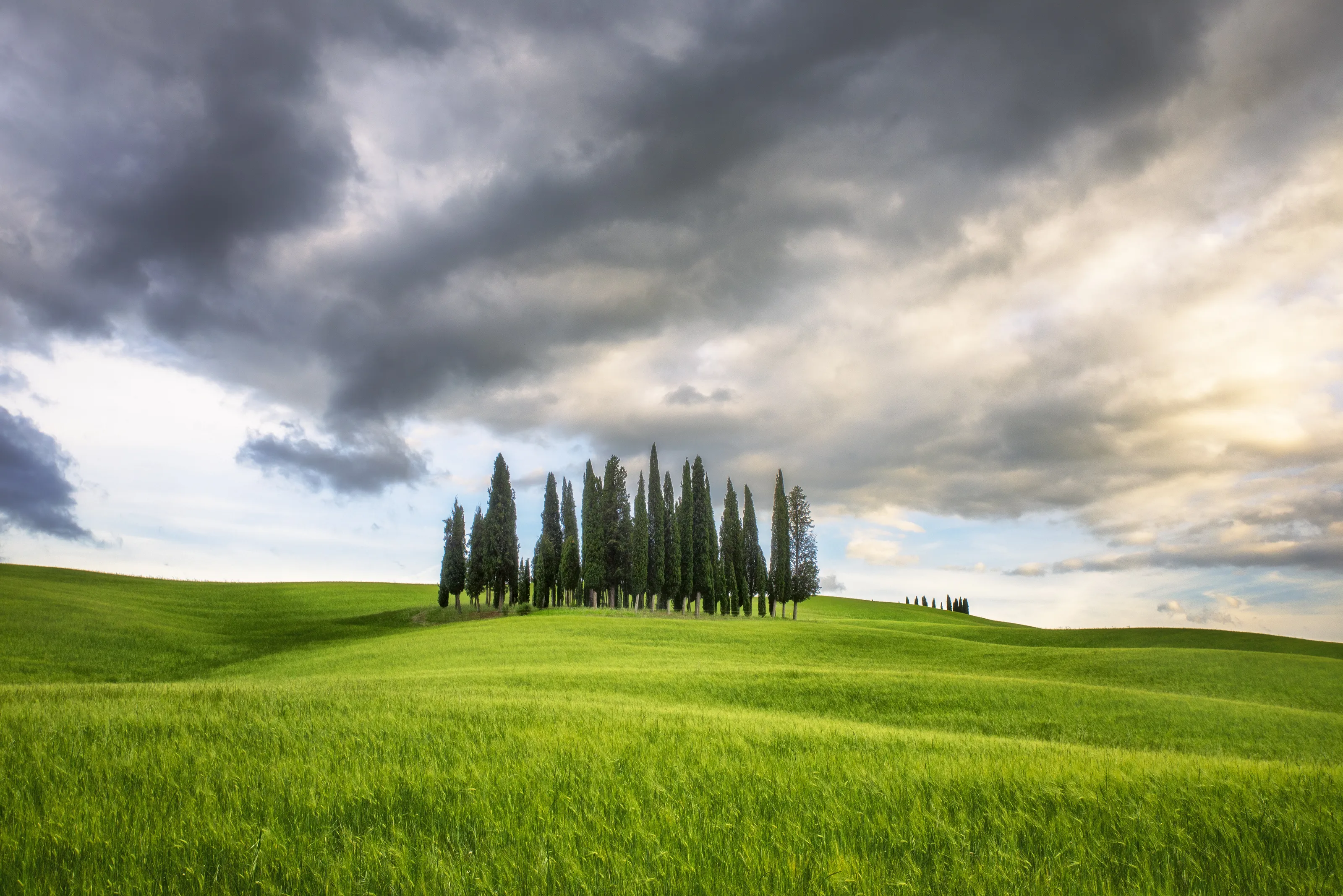 The Cypresses at San Quirico