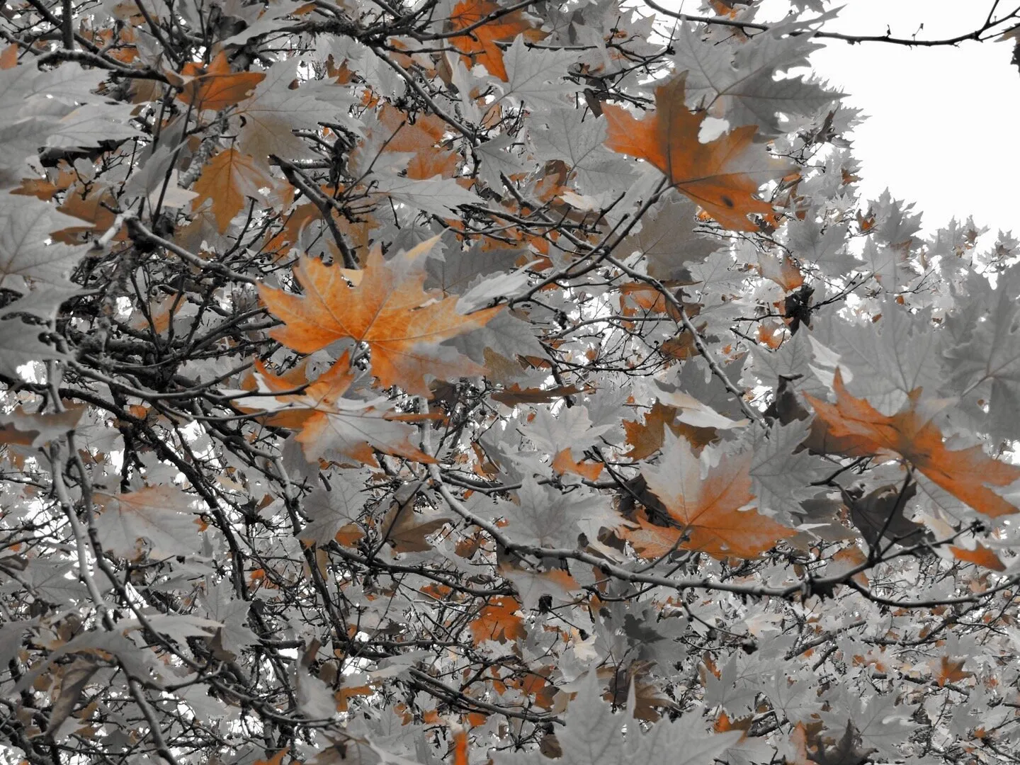 Autum in Australia