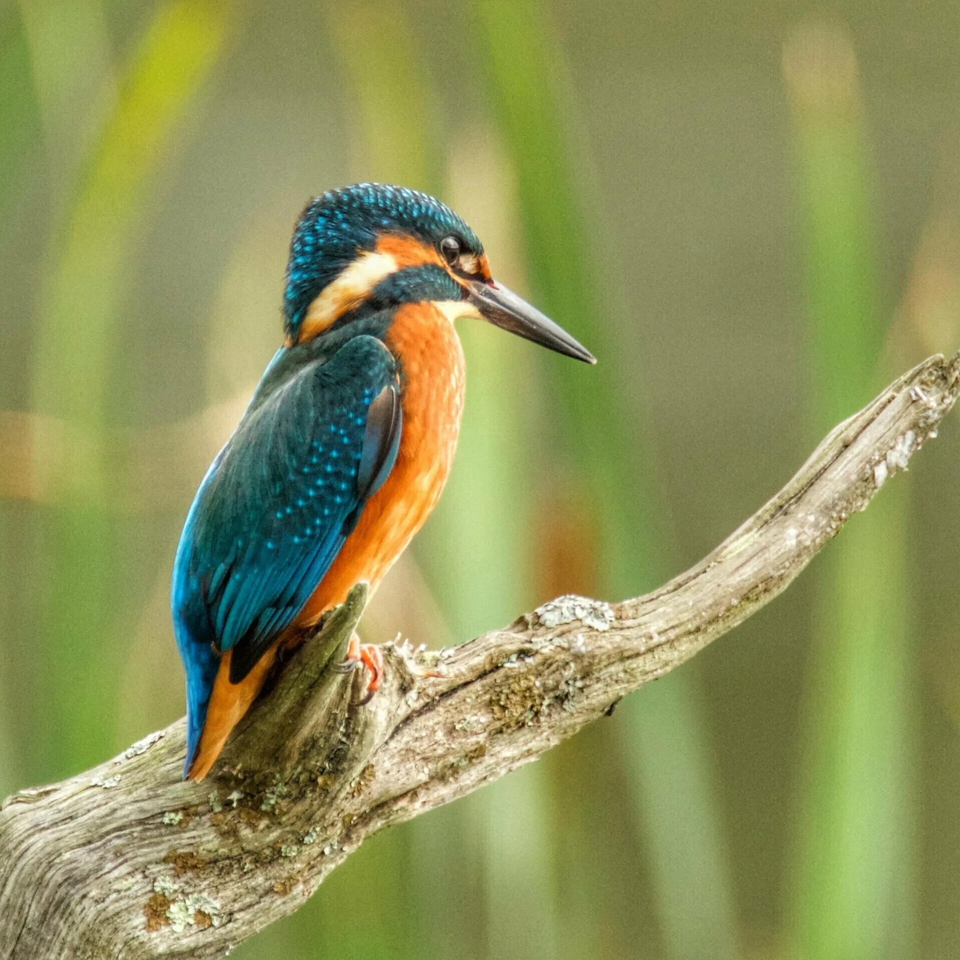 Kingfisher
