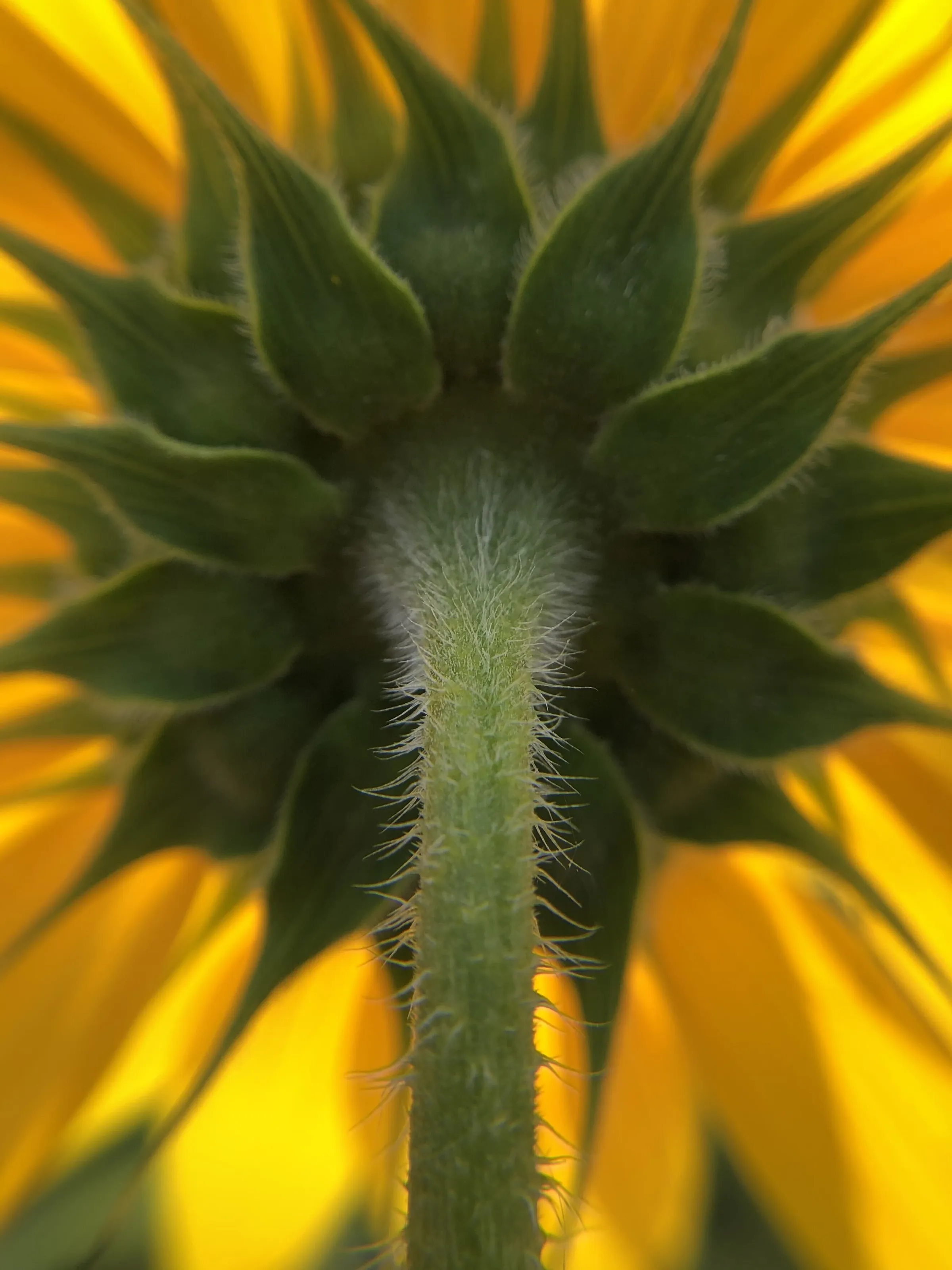 Sunflower back