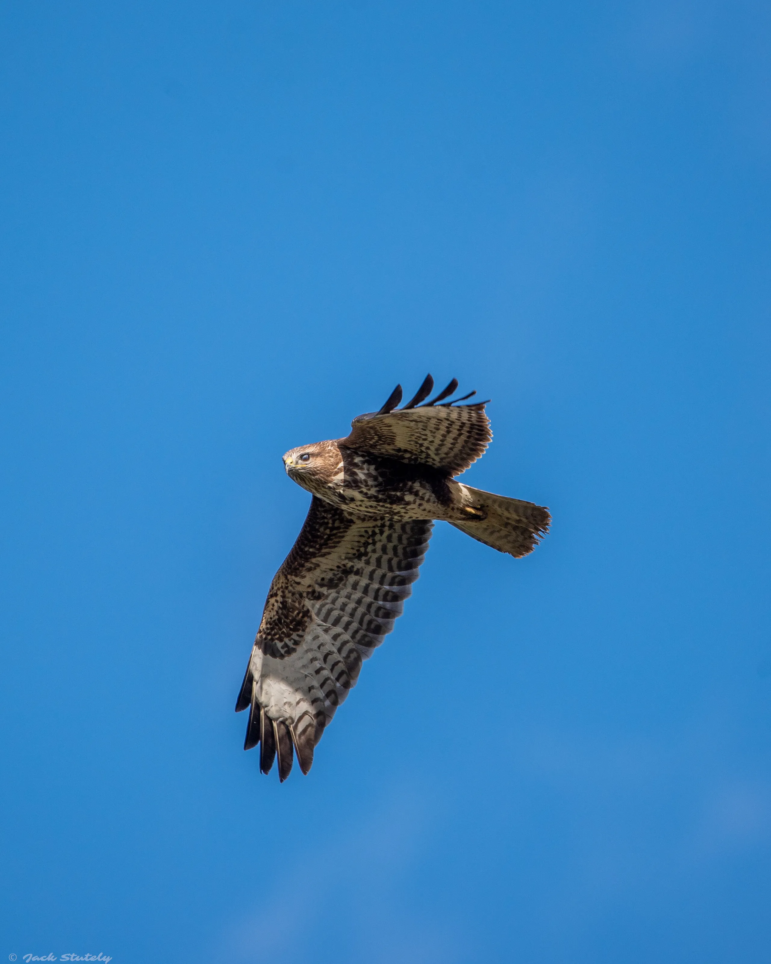 Buzzard