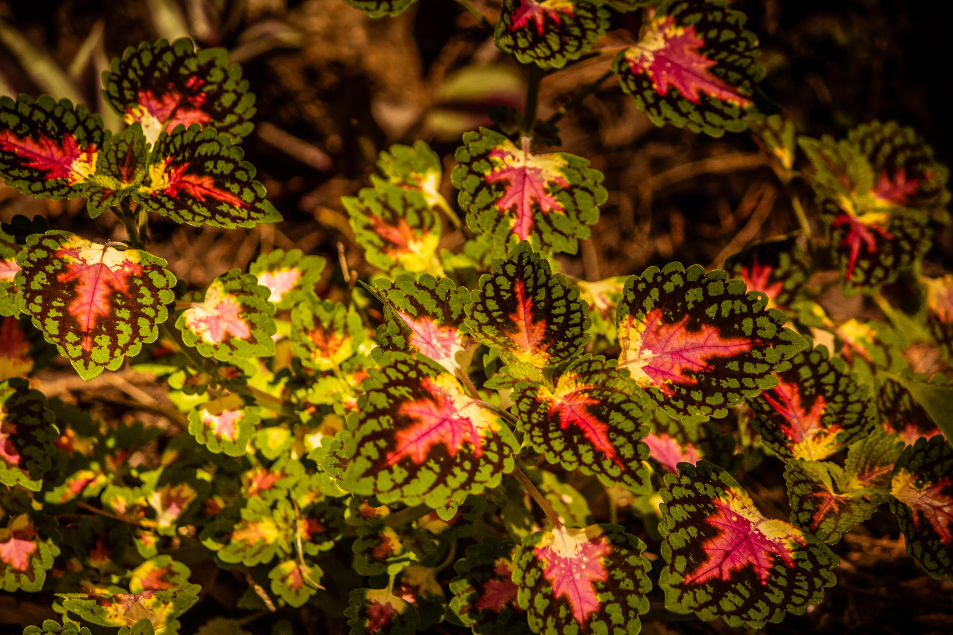 plant