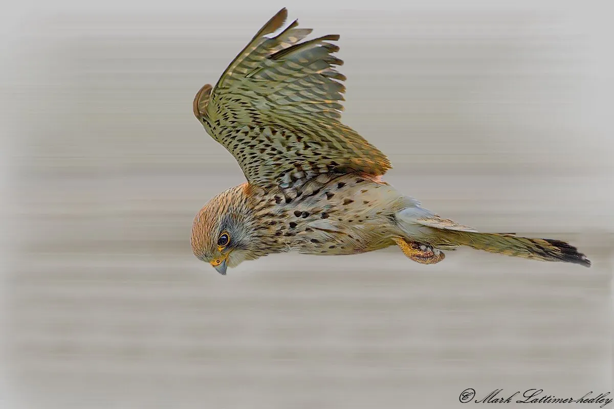 Kestrel