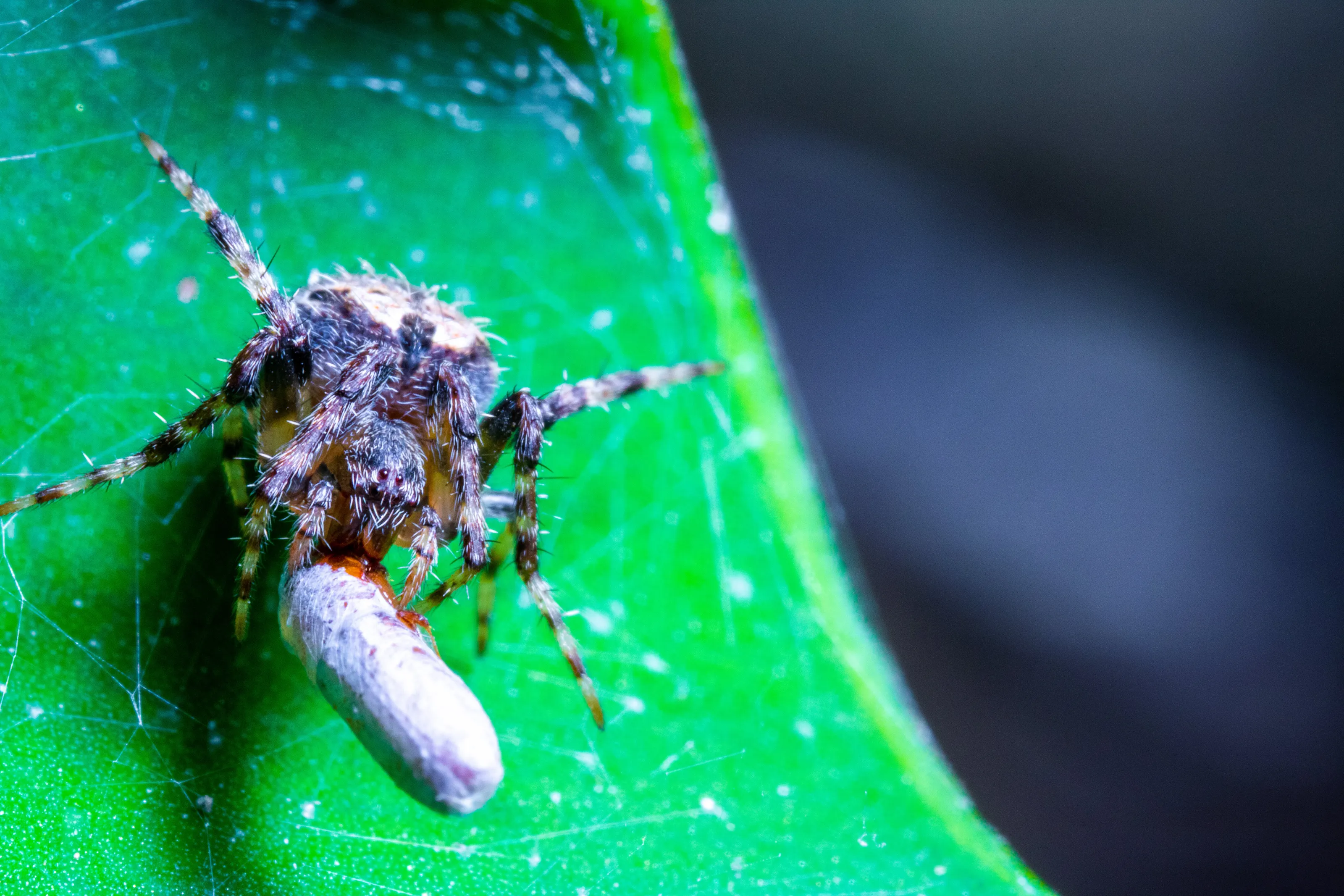 A Spider Having Feast on its Prey