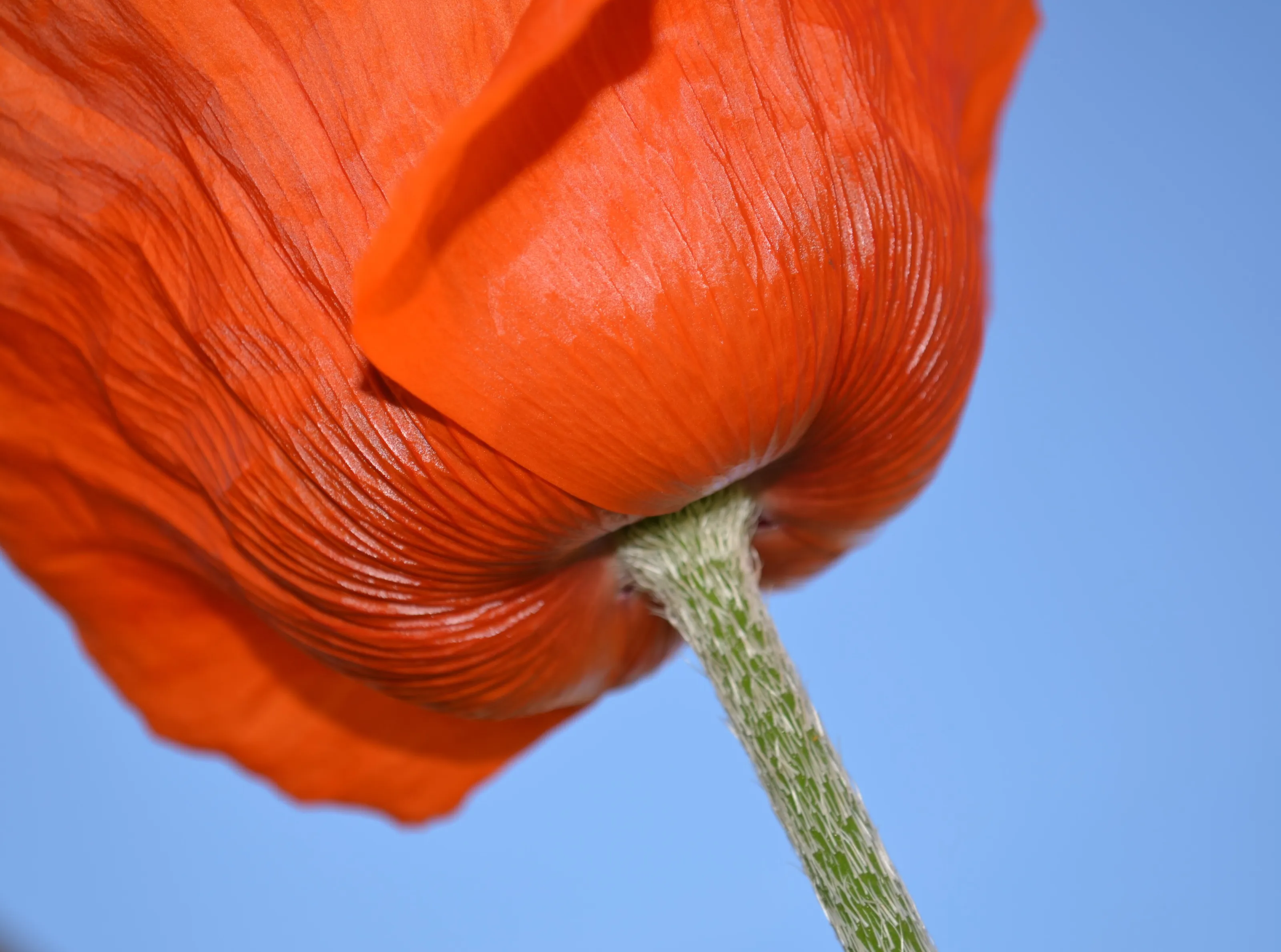 poppy