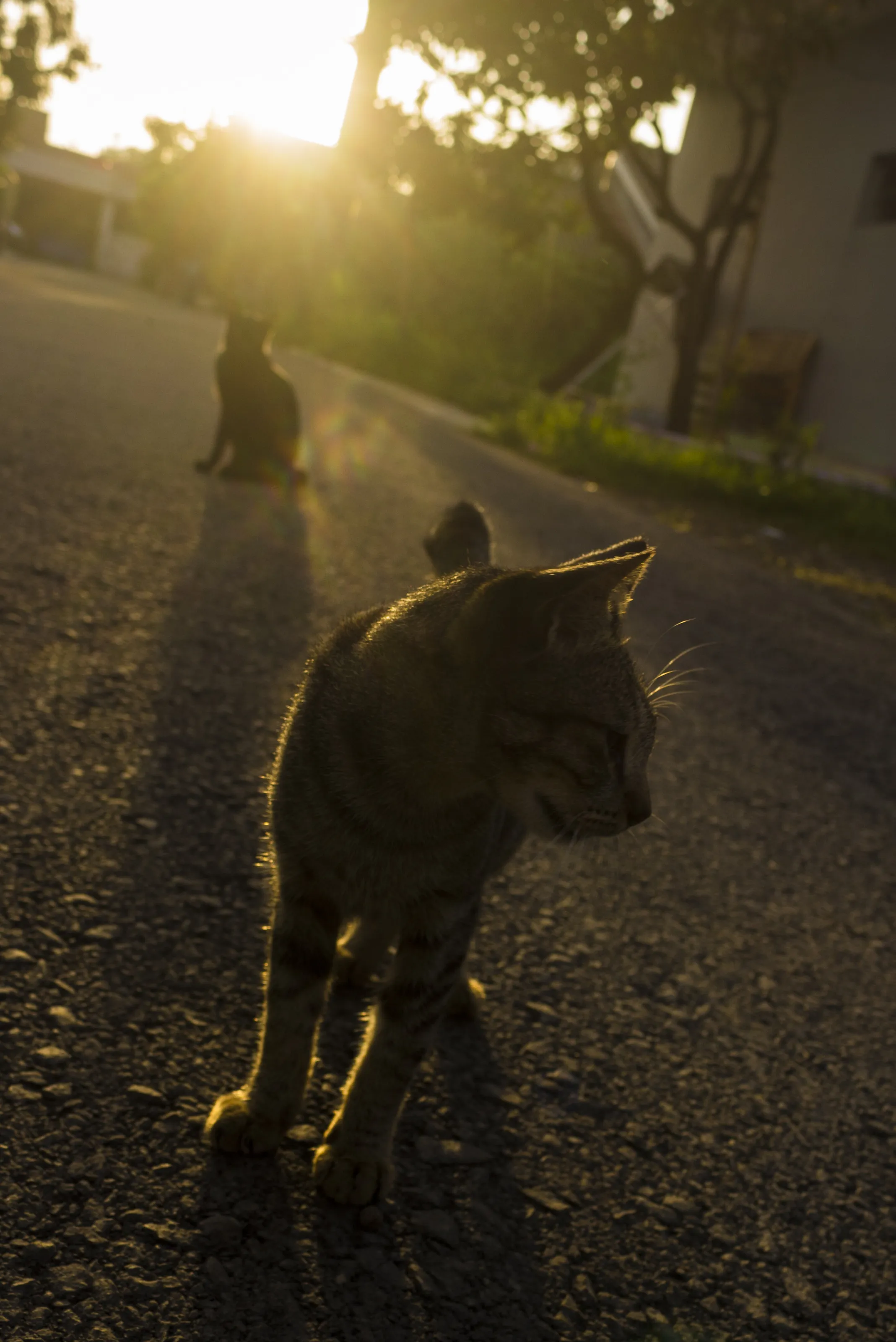 close up atmosphere of sunrise and cat