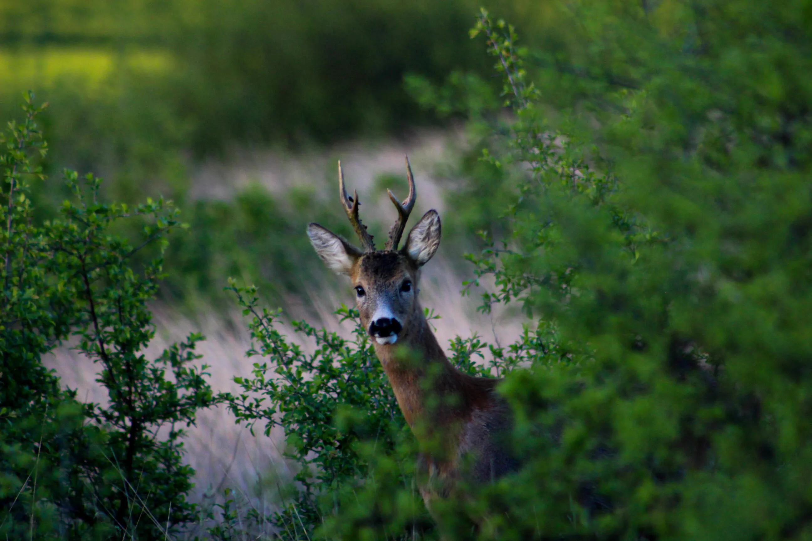 Roe buck