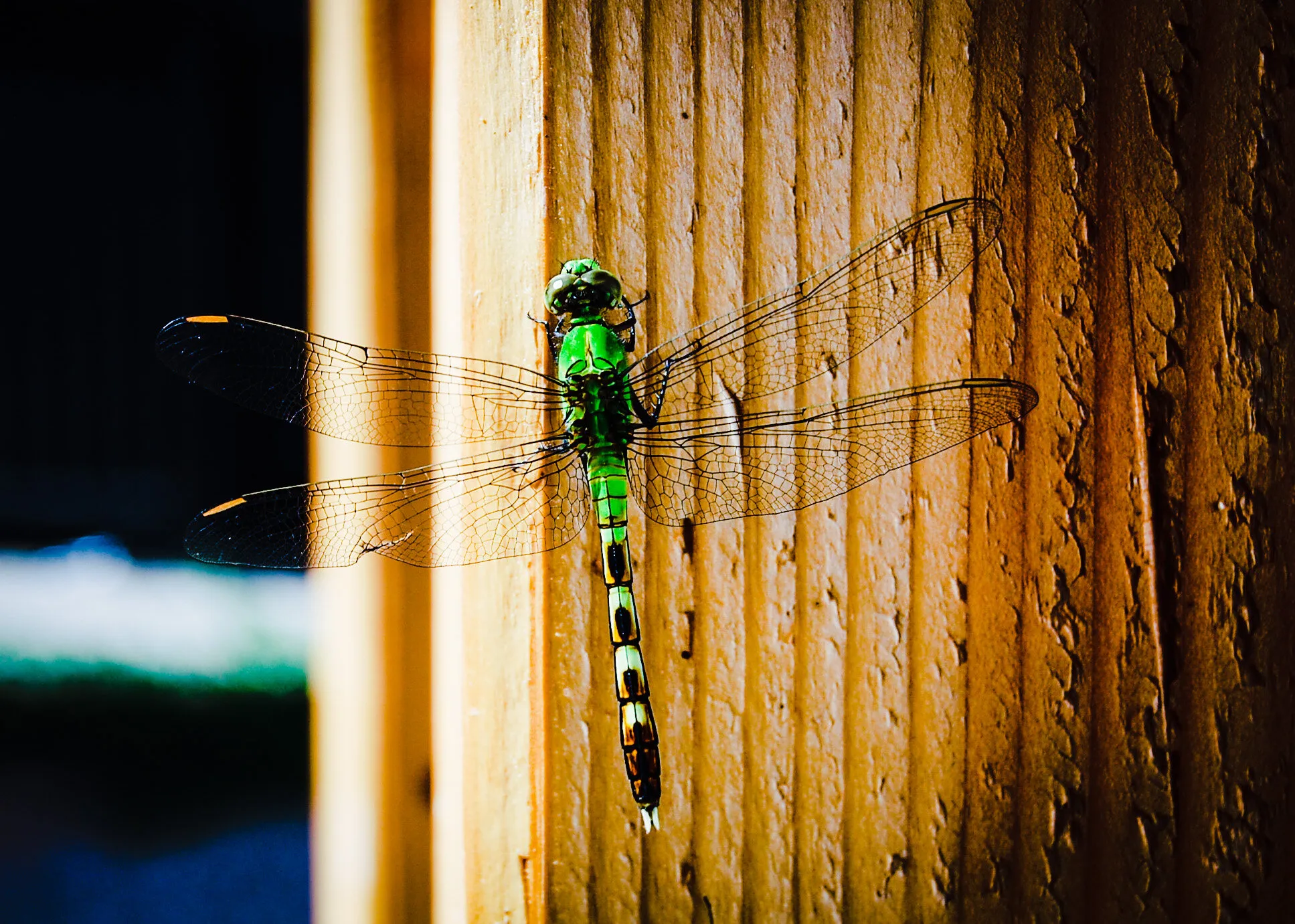 The visitor
