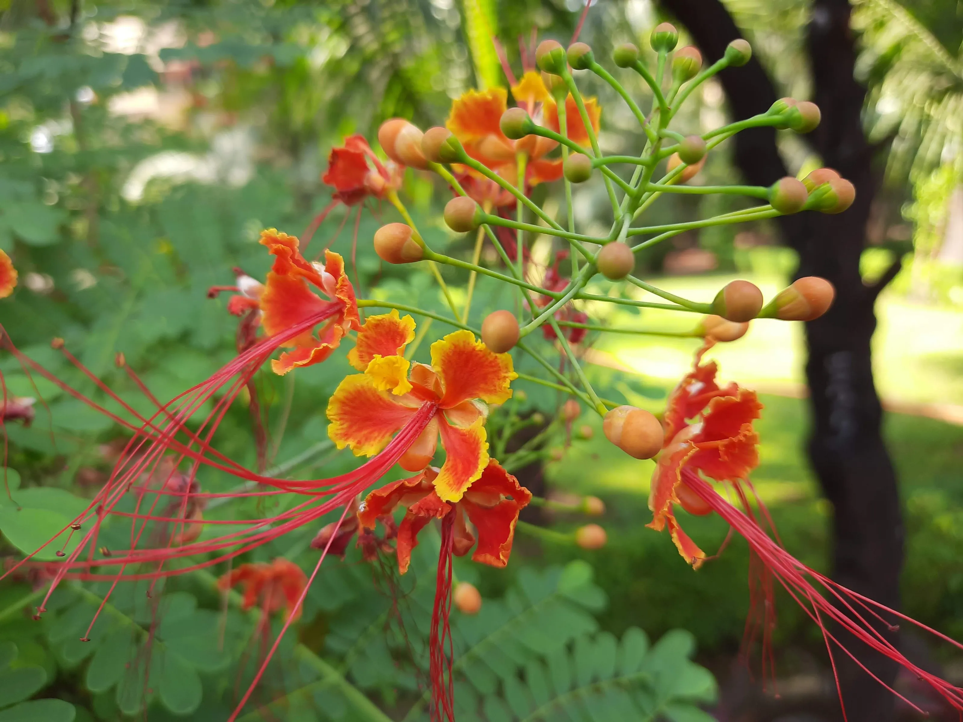 Mobile camera picture
