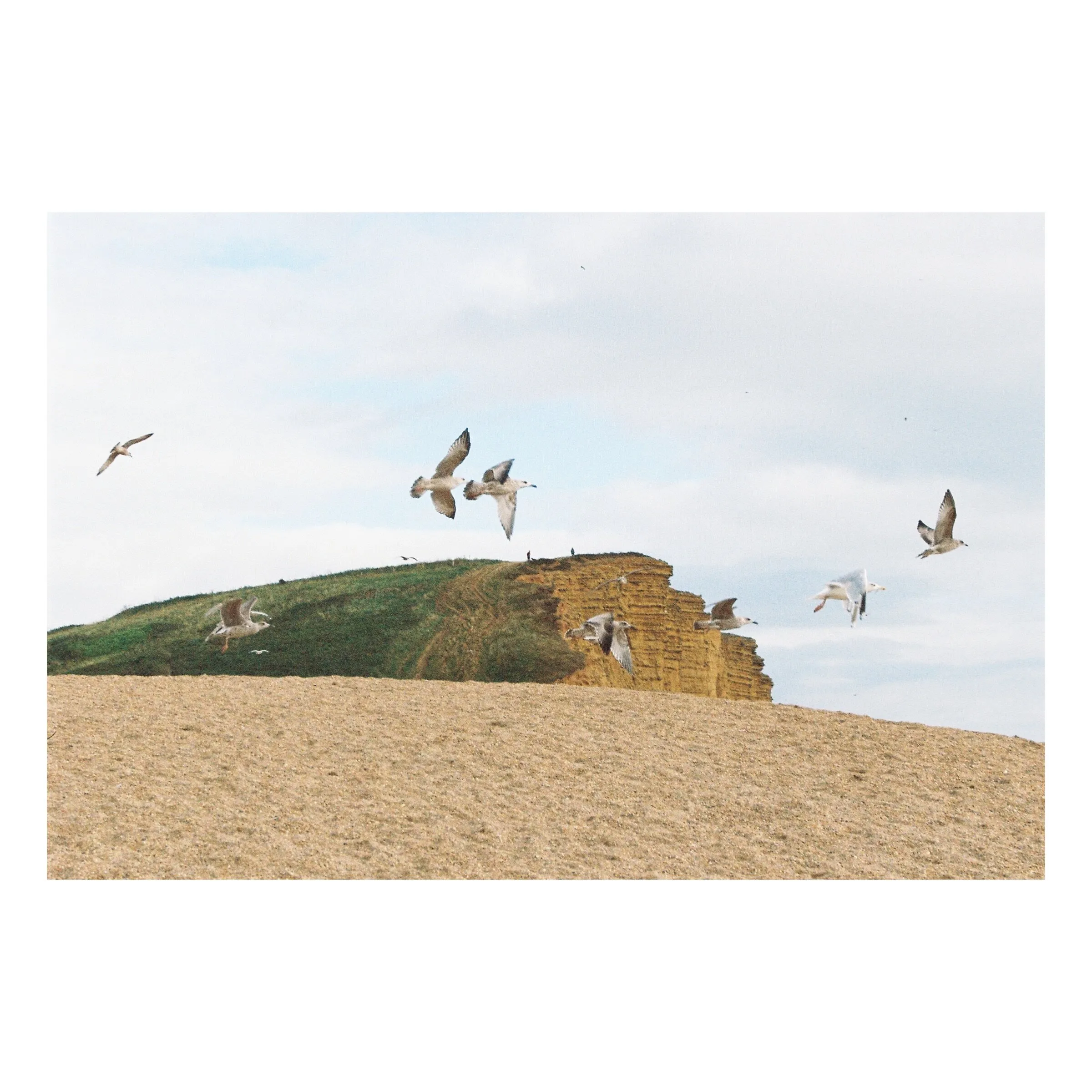 Birds