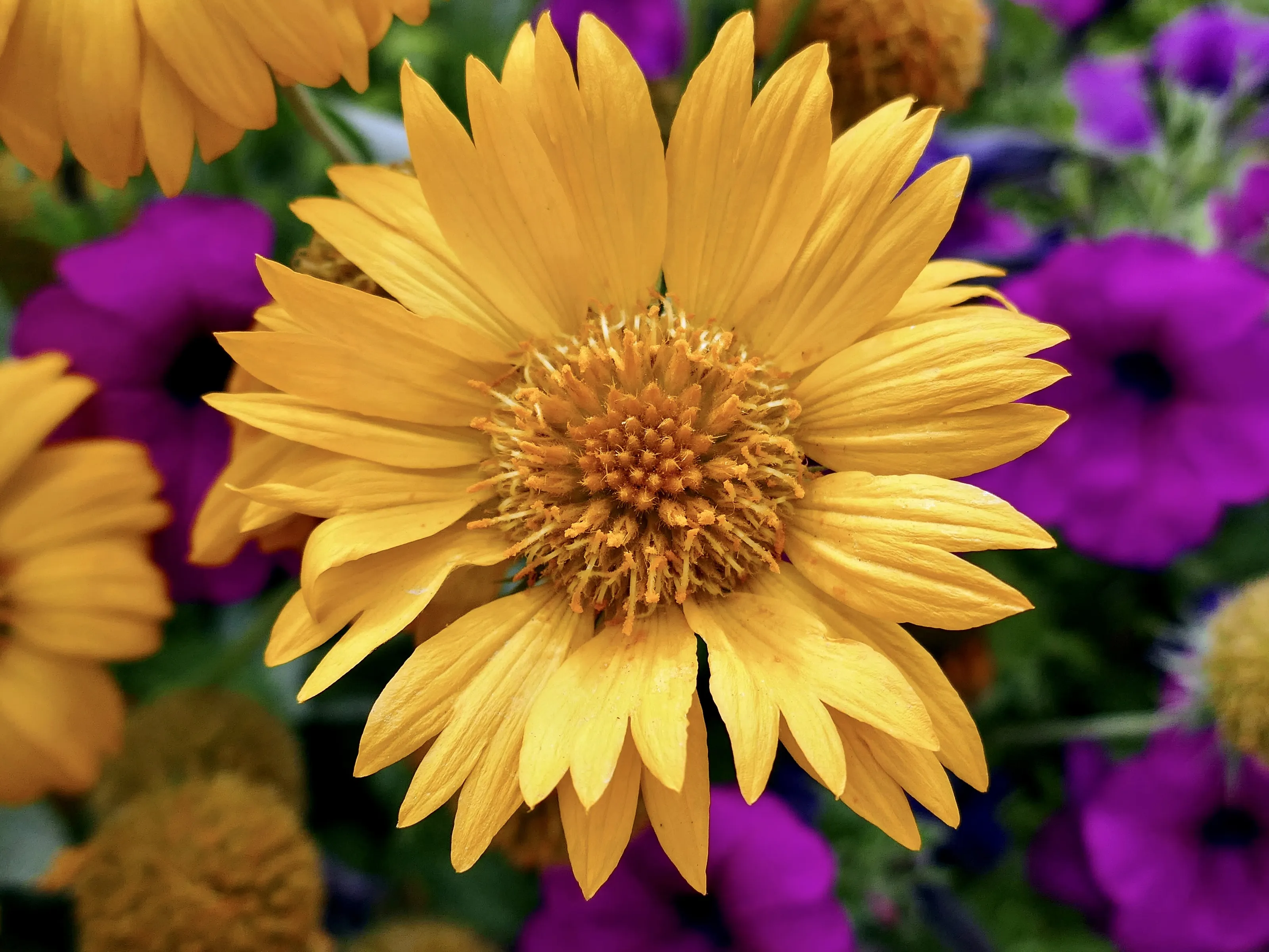 Miracle Garden Daisy