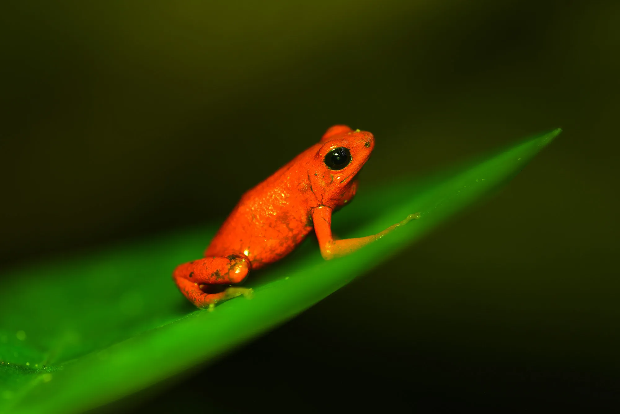Strawberry Poison Dart Frog