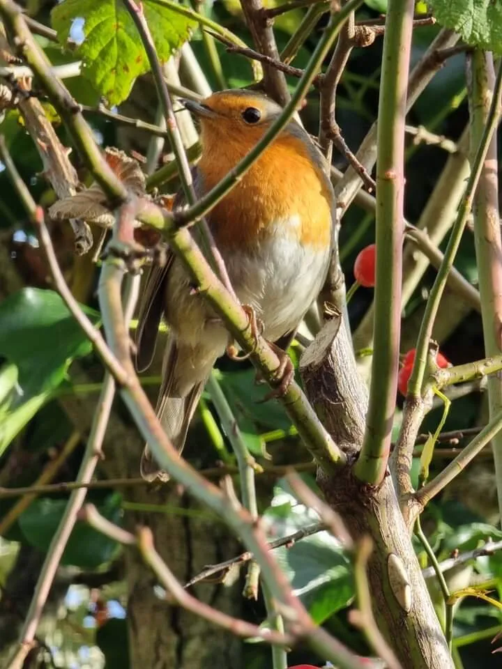 Robin red breast