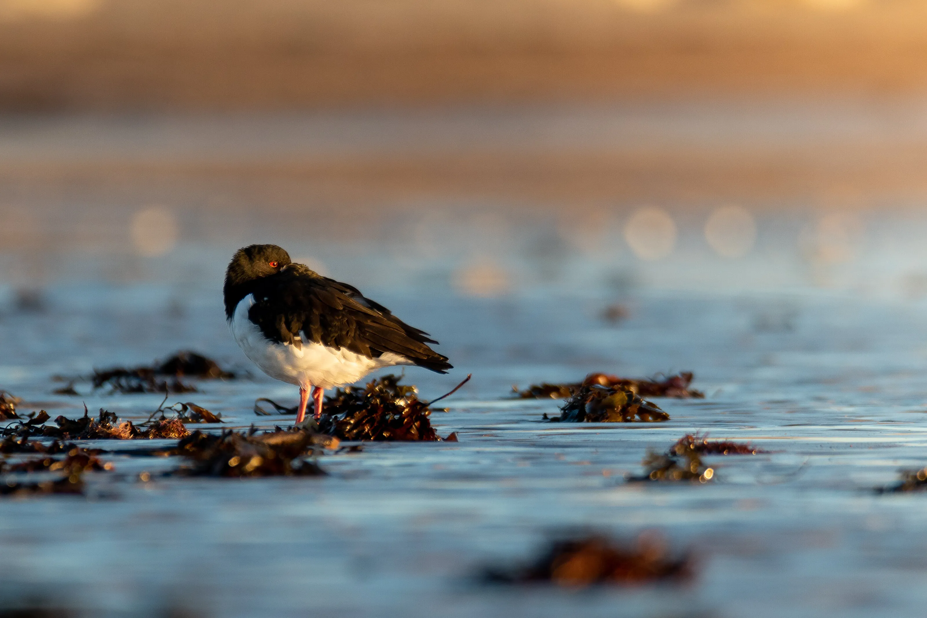 Chilly December Sunrise Oystercatcher
