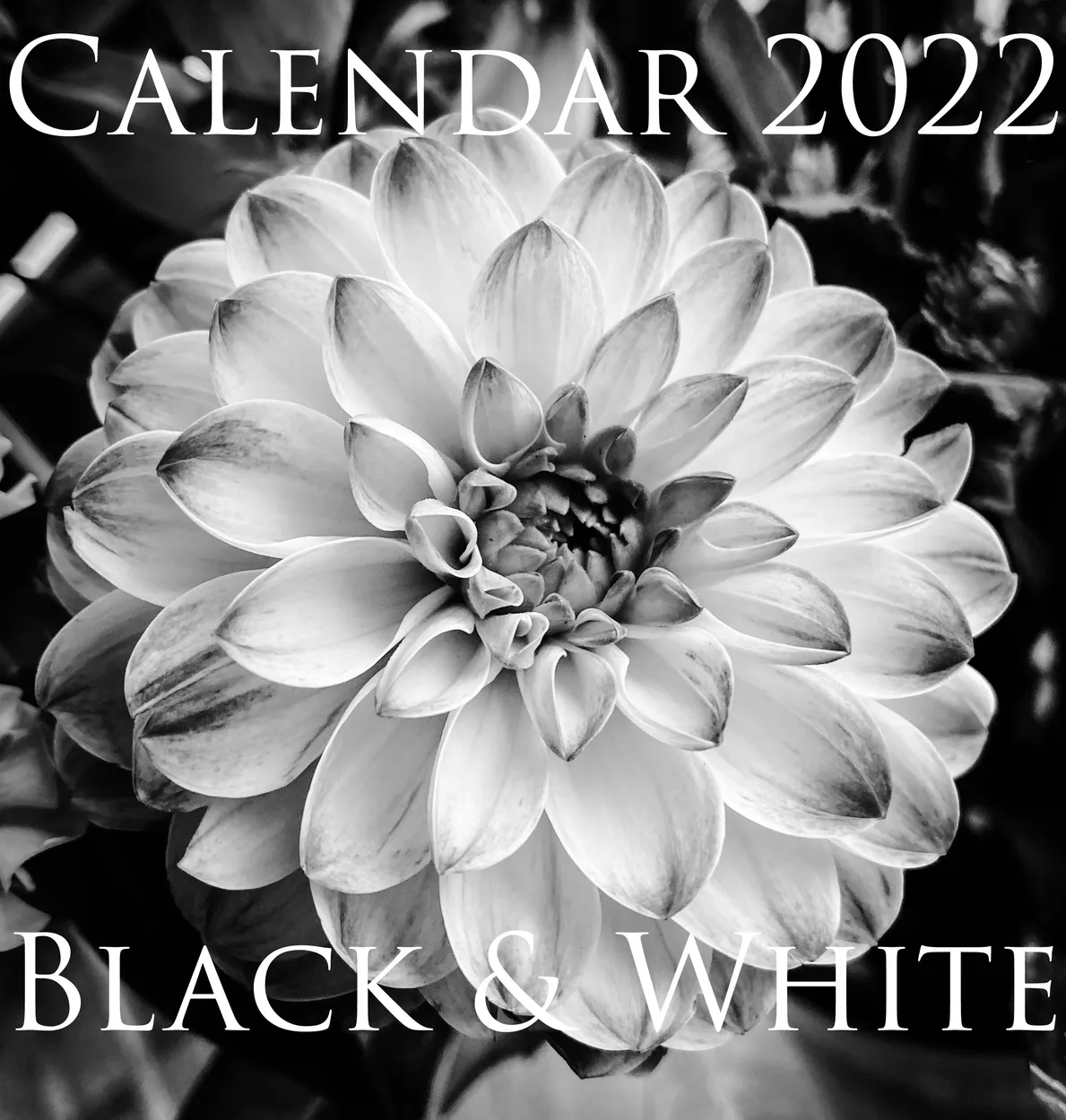 Entry 11451664