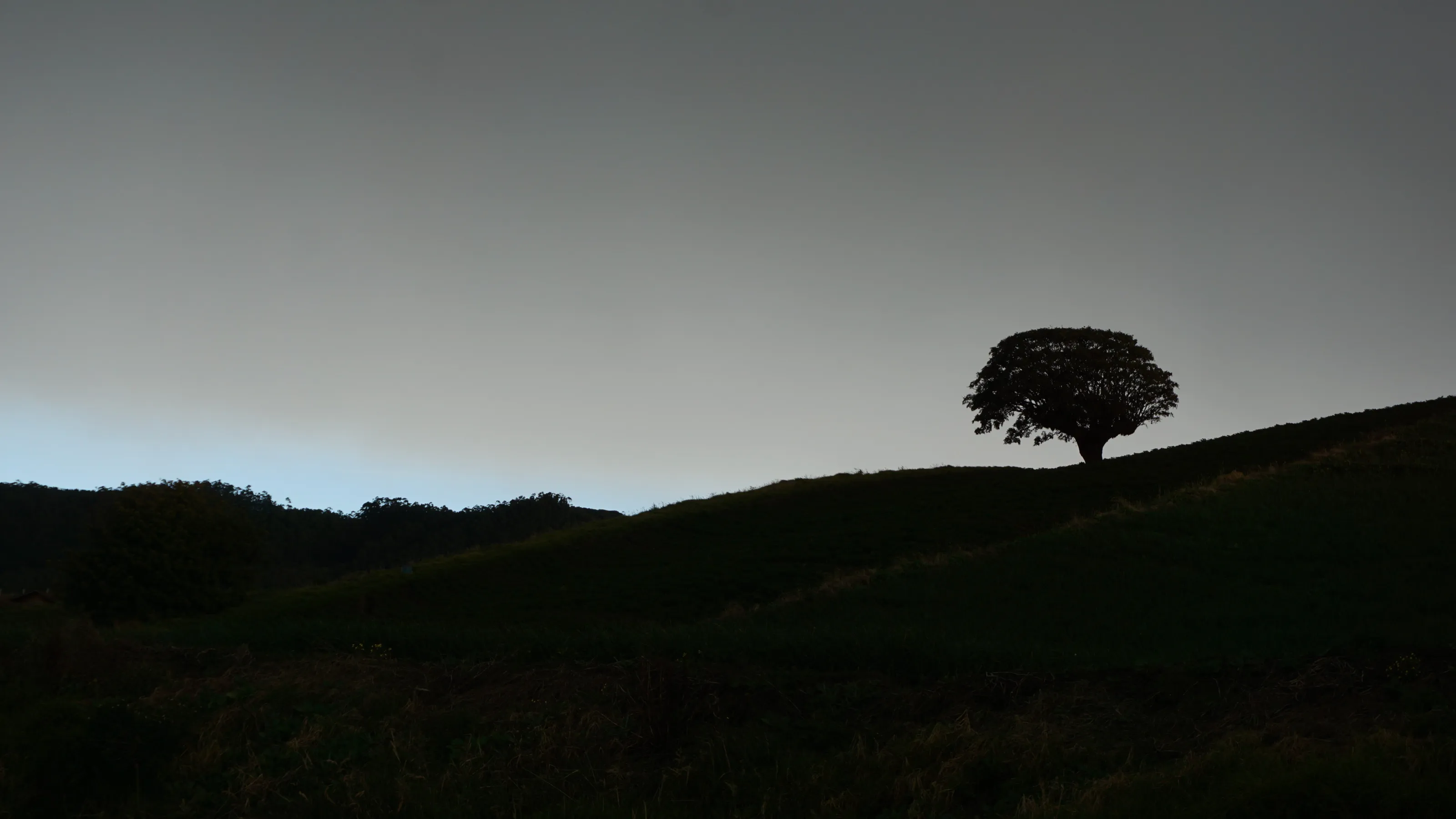 Sunrise tree