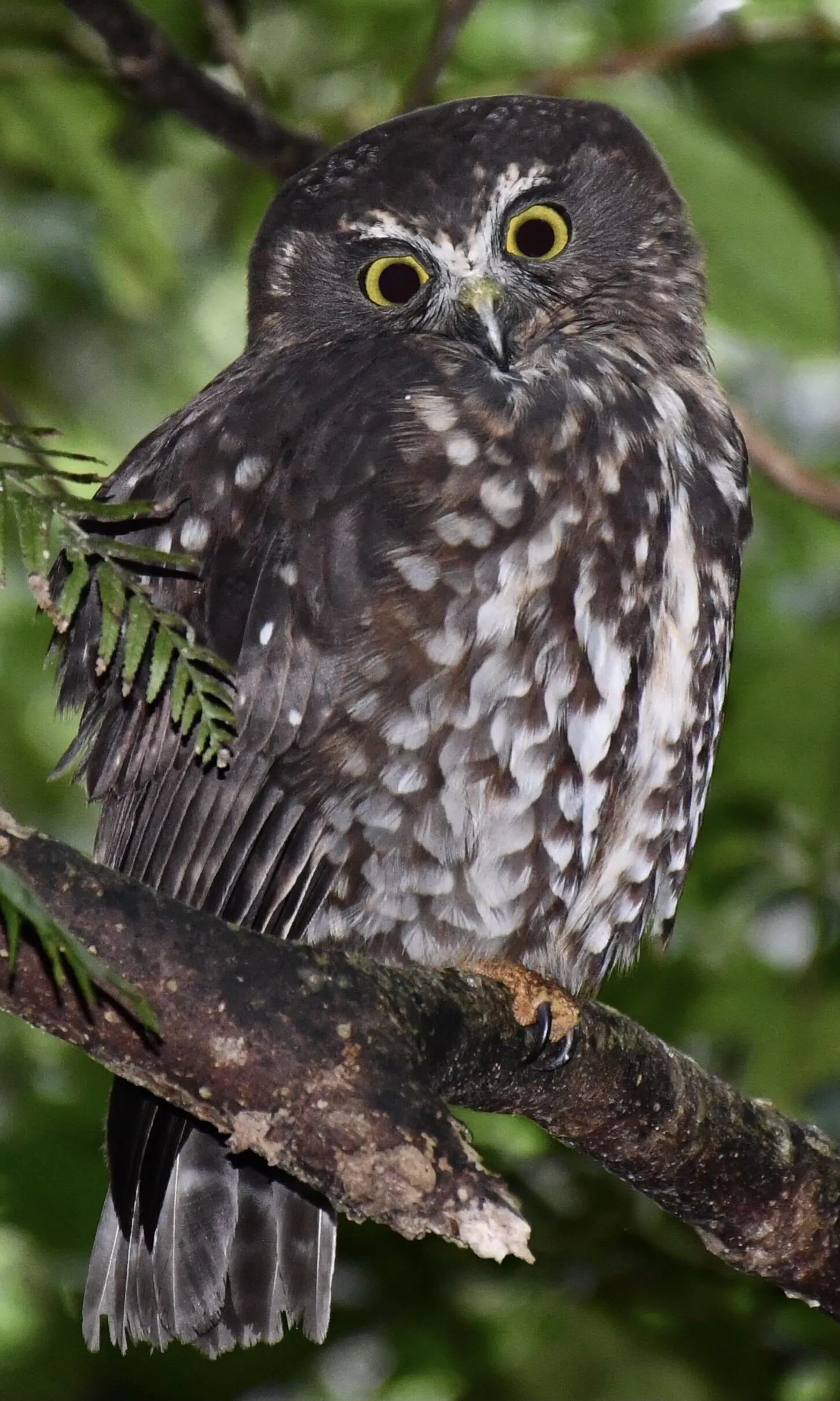 Ruru