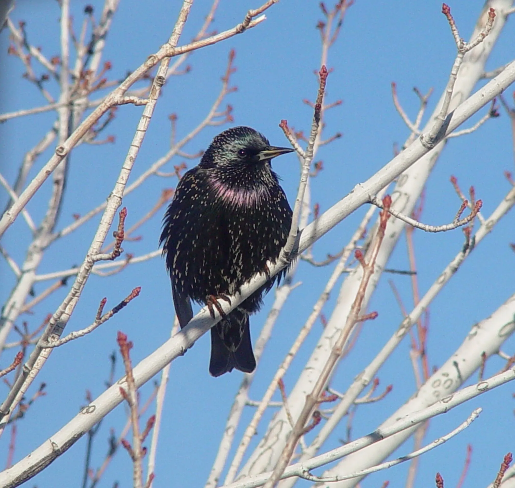 Bird outside my window.
