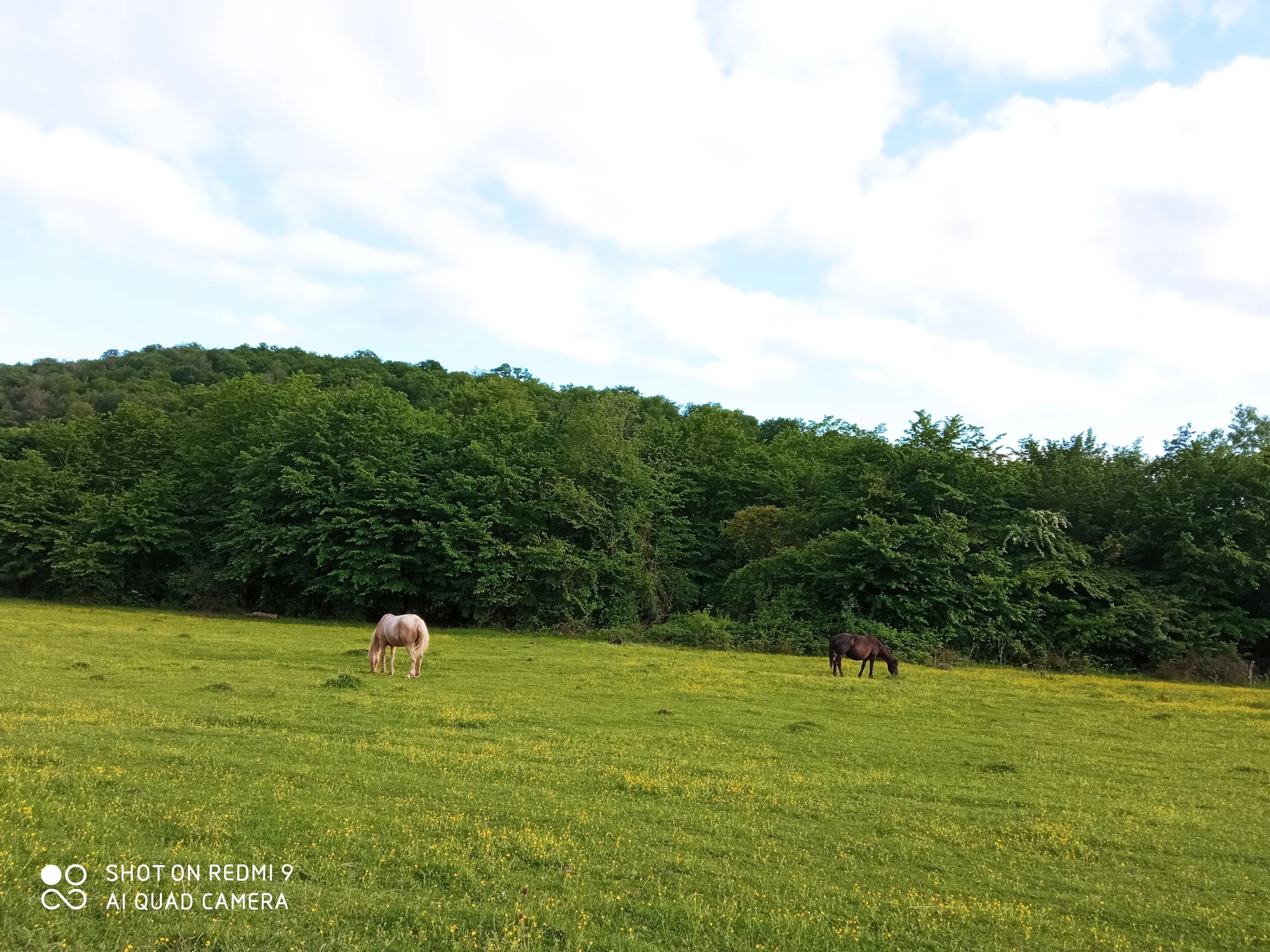 Landscape, horses, village, green, yellow, field, sky, , hills