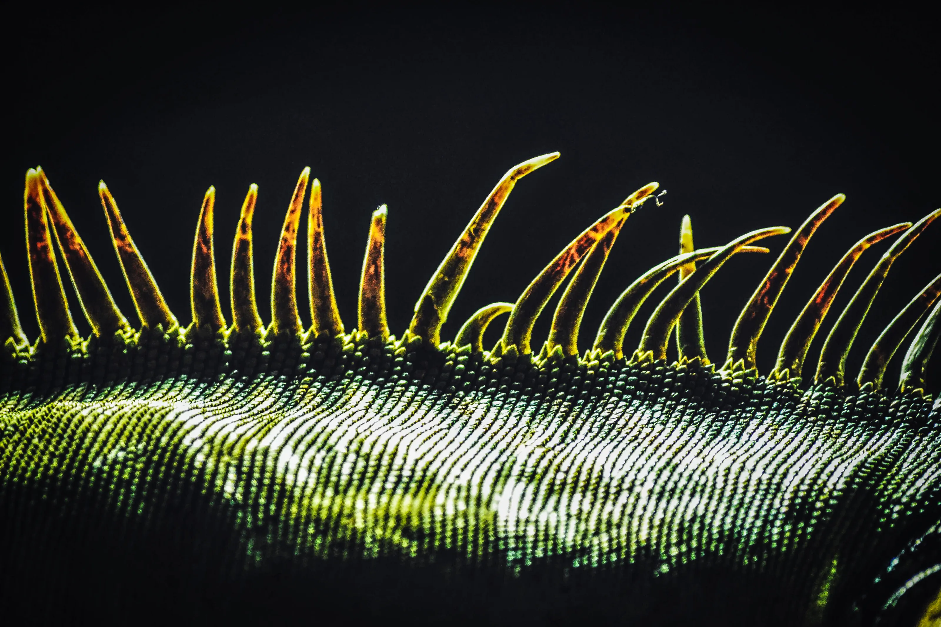 Spikes and Scales