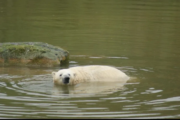 Polar swim