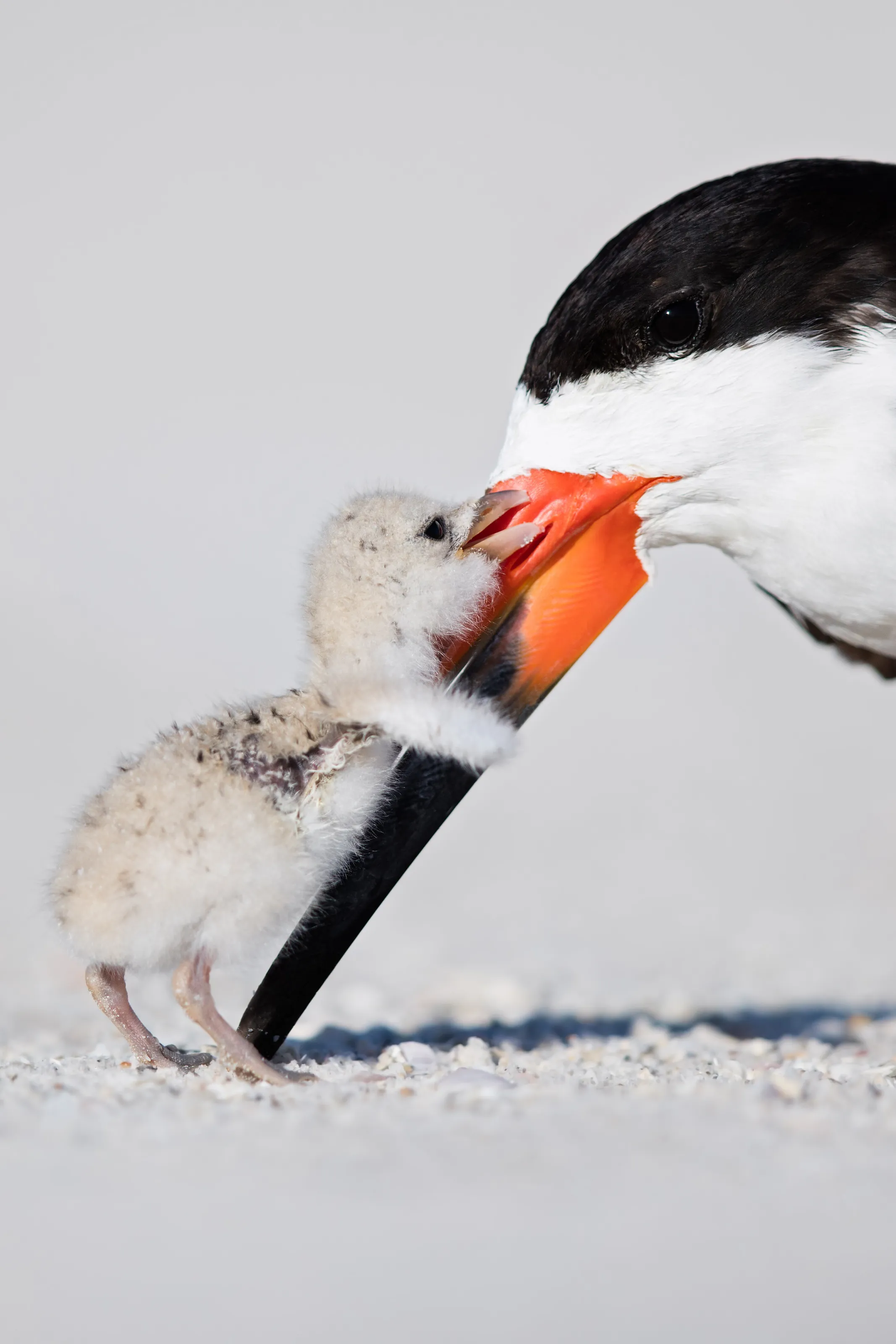 Black Skimmer & Chick