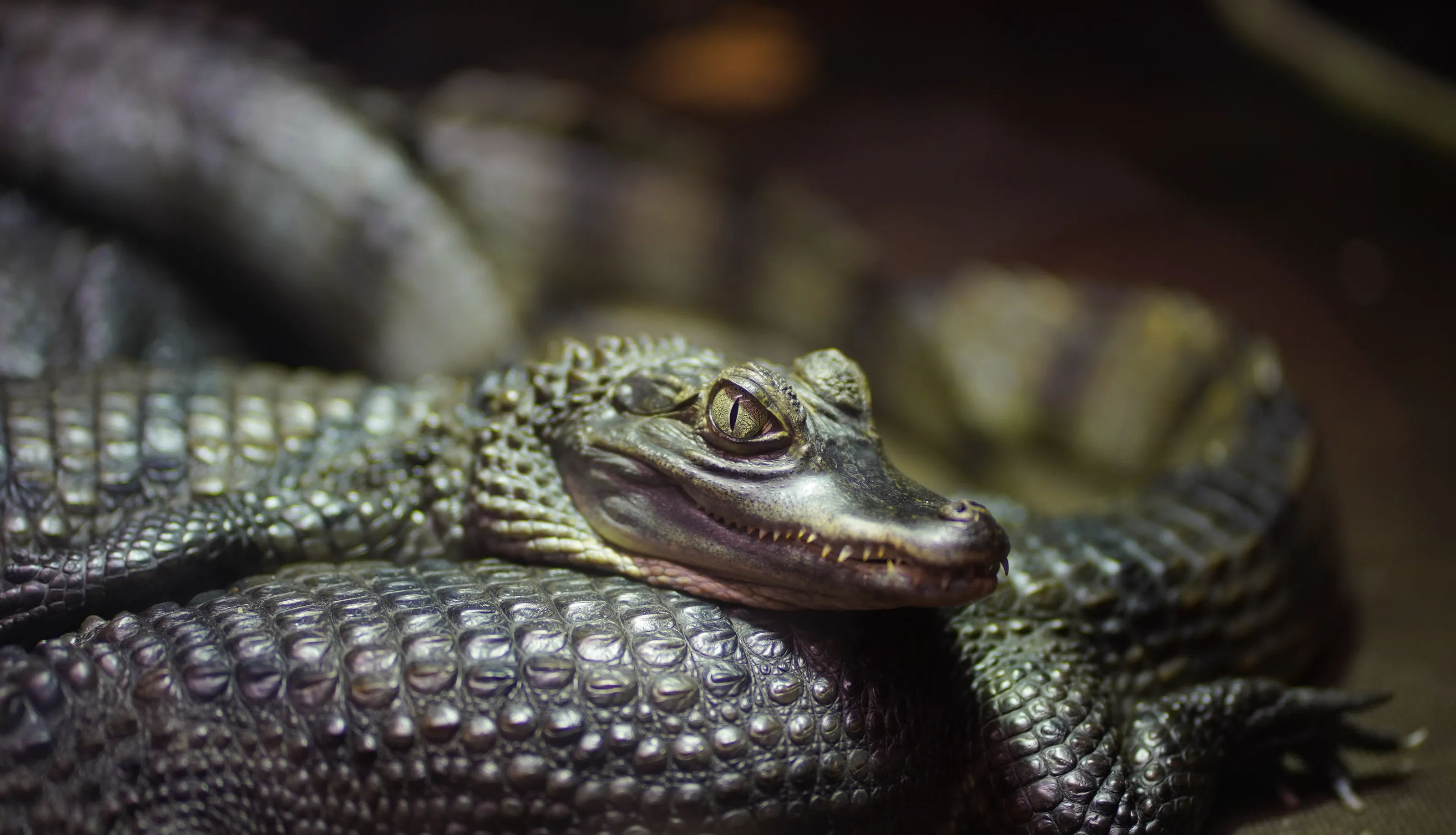 Looking at cayman's eyes
