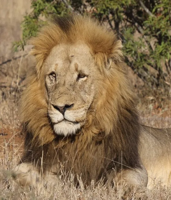 King of the jungle