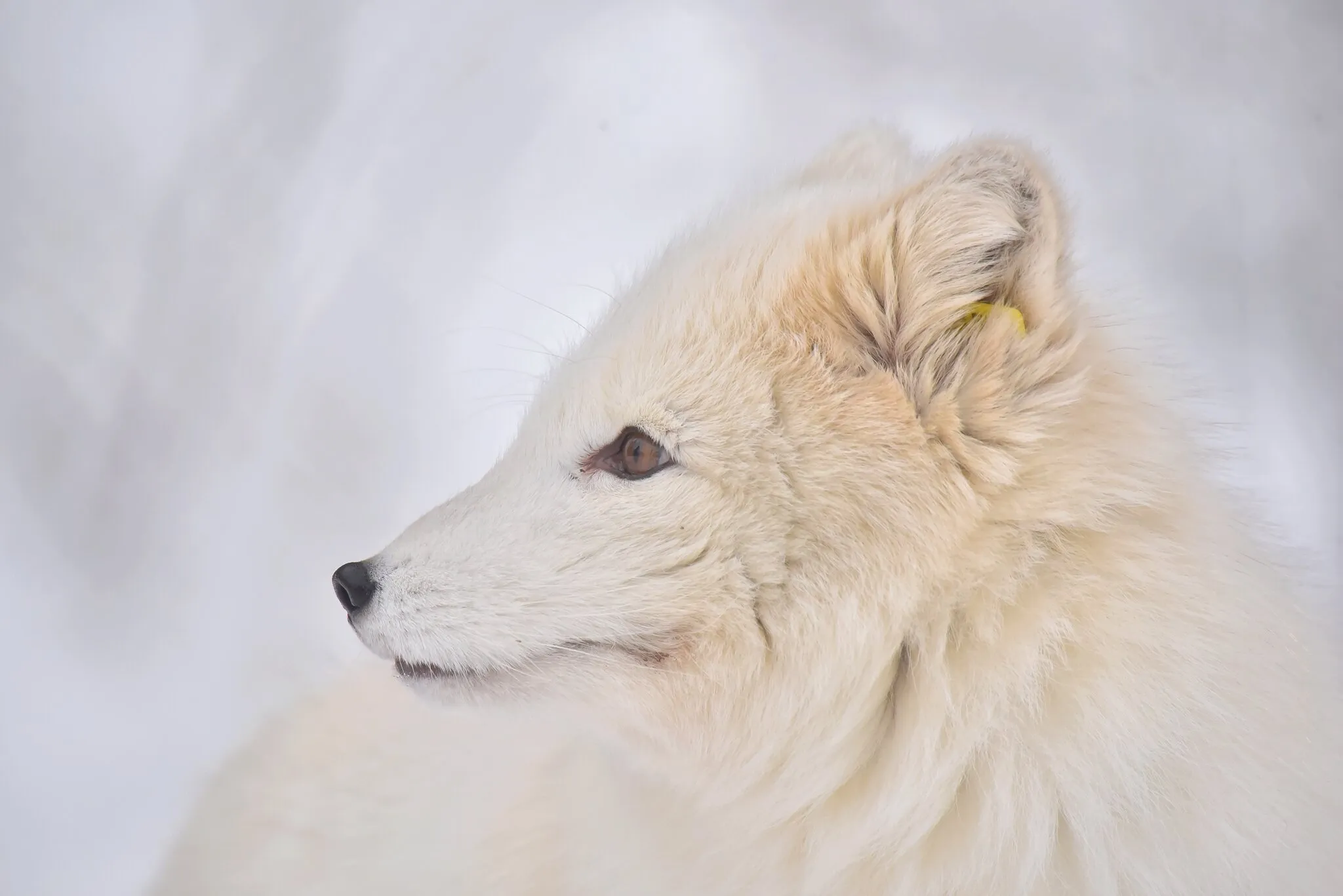 Polarfox