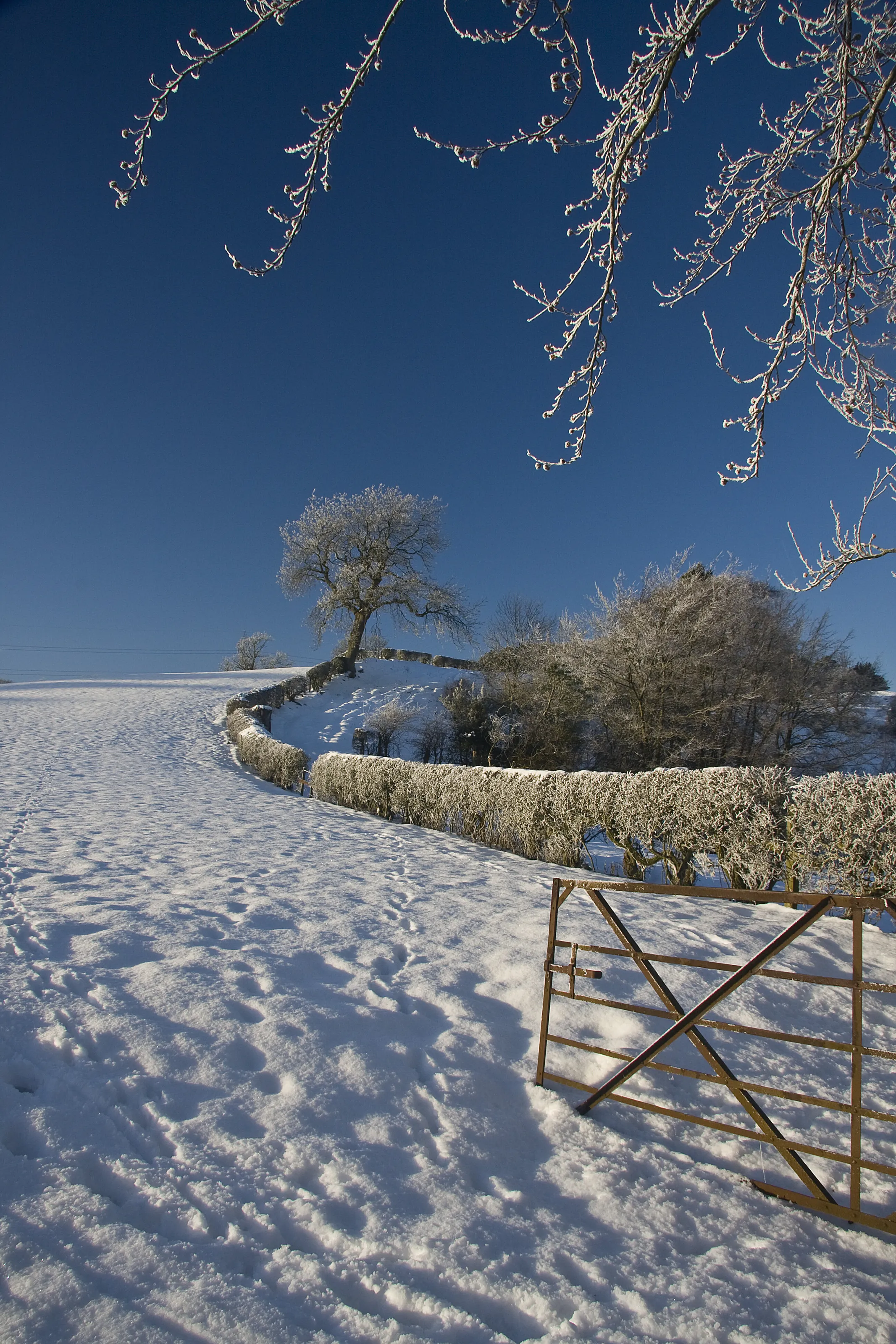 Avonholm Tree
