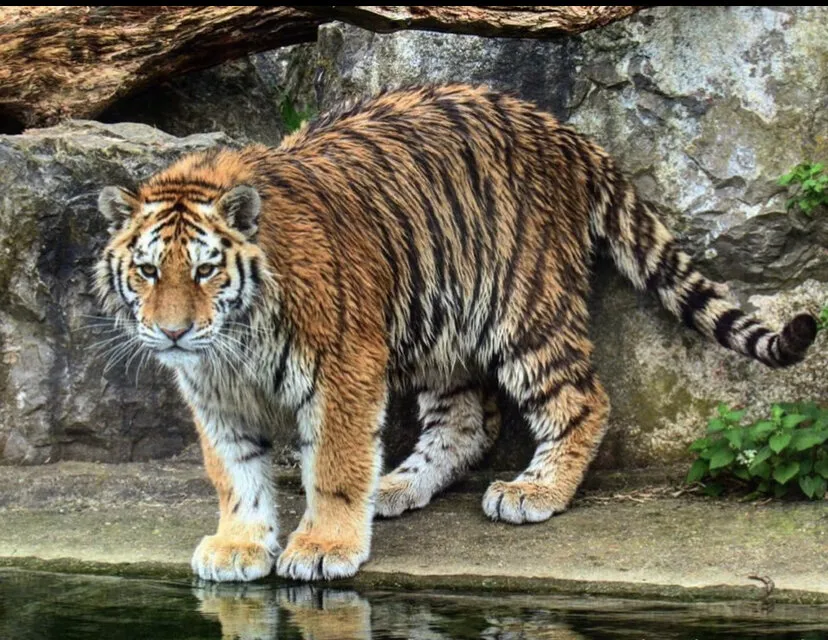 Prowling tiger