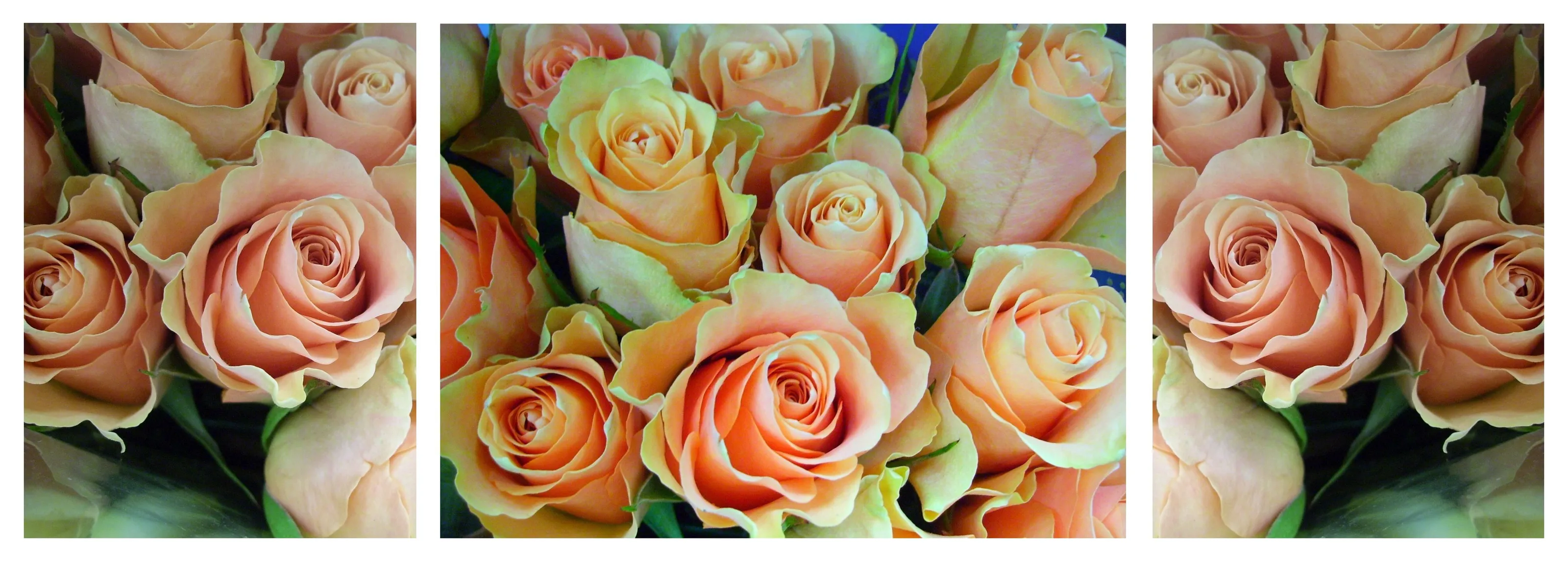 Dreamy Roses Triptych