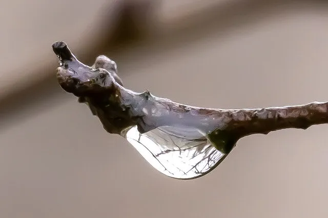 Droplet